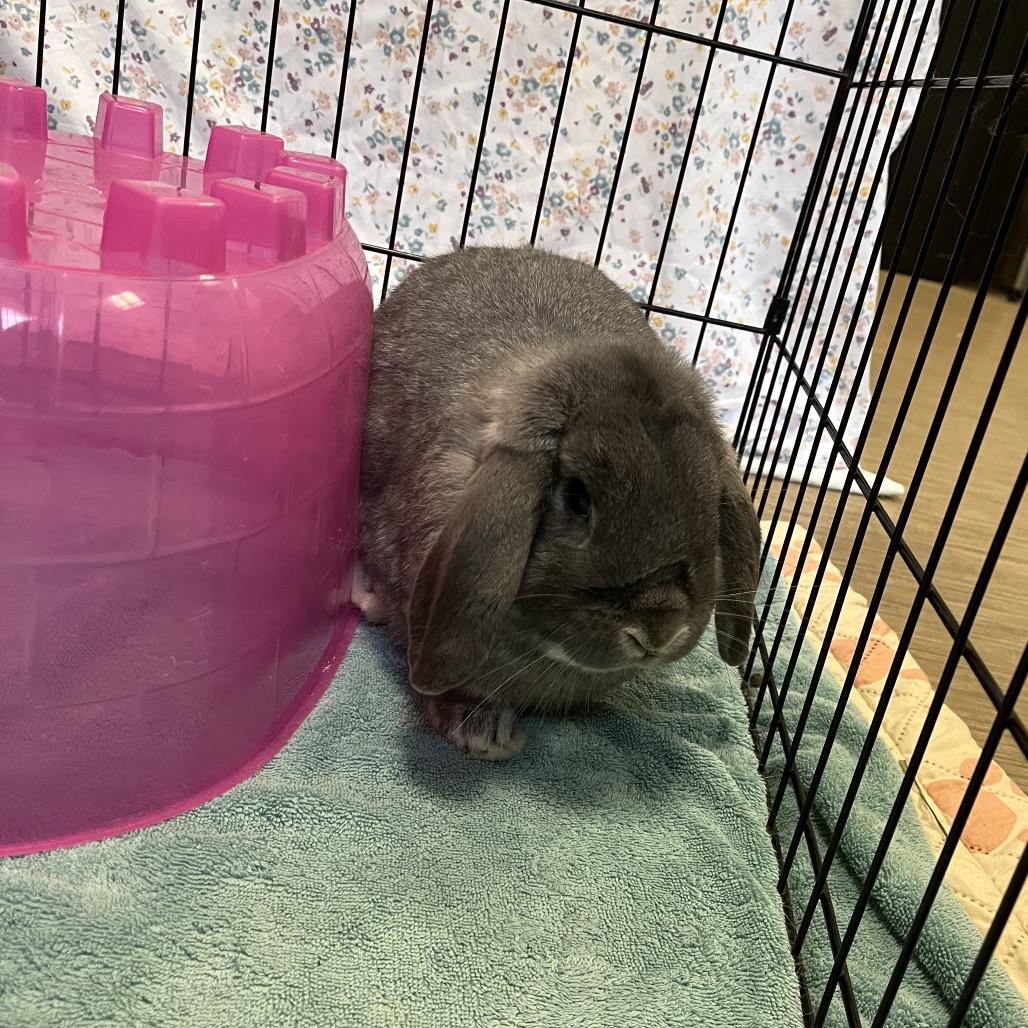 Enlarge Tofu, a Adoptable Holland Lop in Bedford, NH image 3/4