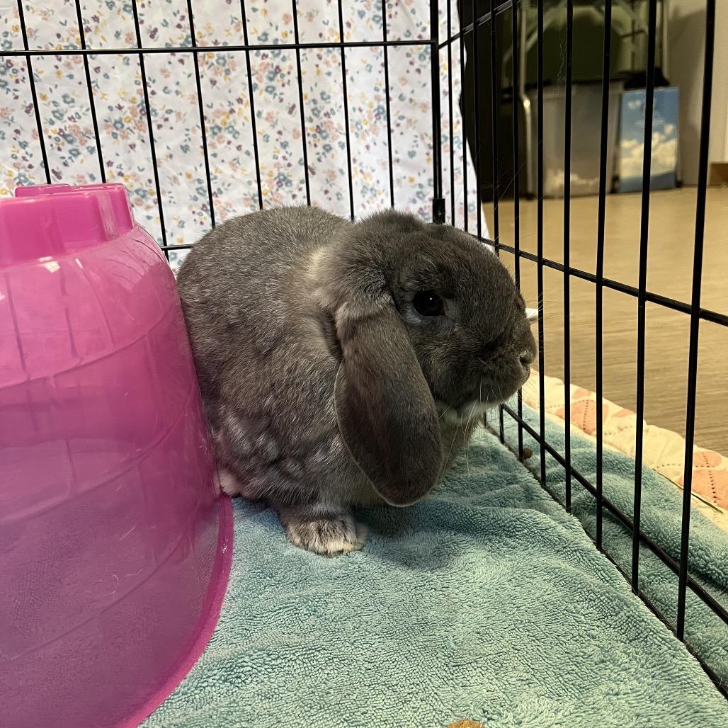 Enlarge Tofu, a Adoptable Holland Lop in Bedford, NH image 4/4