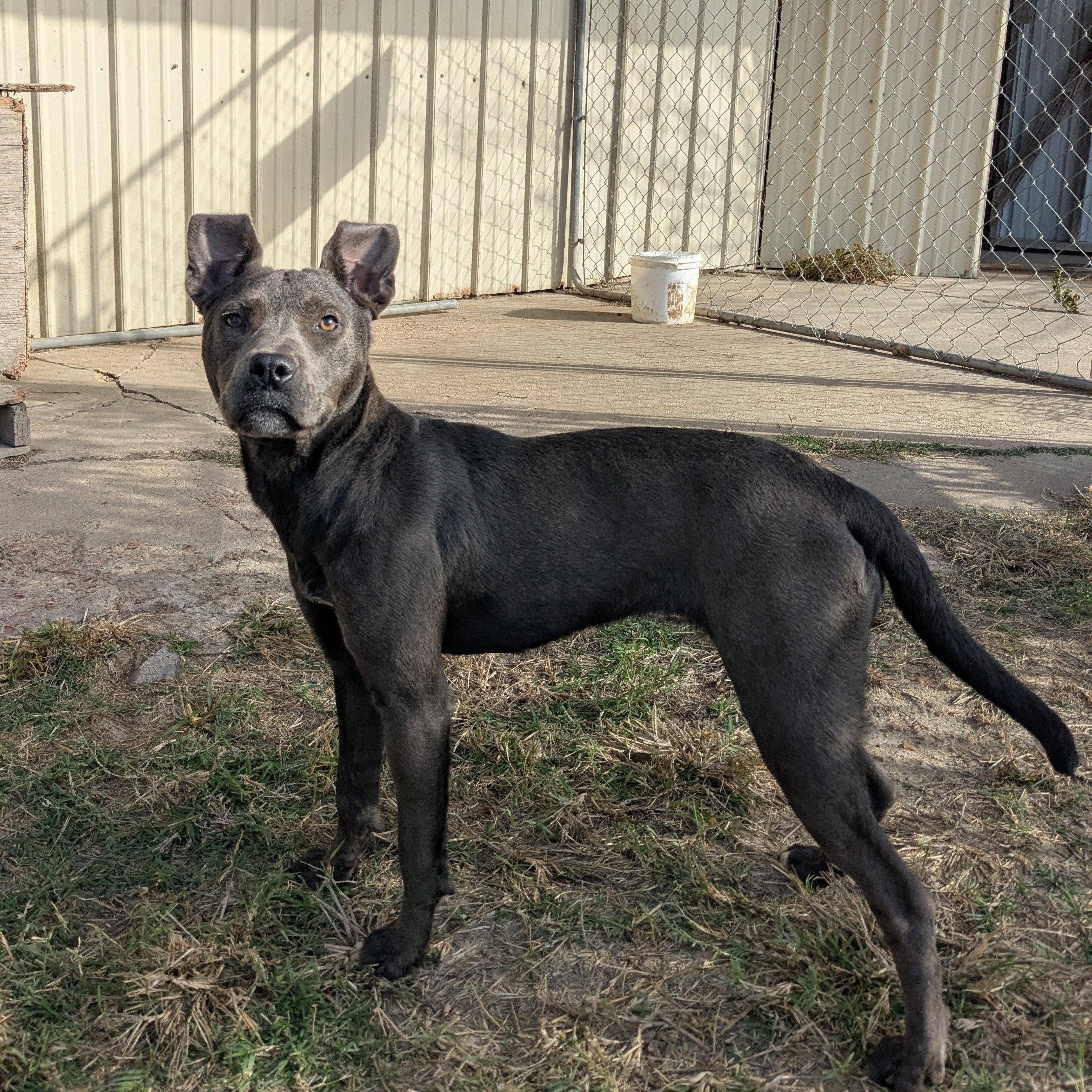 Enlarge Autumn, a Adoptable mixed breed in Newport, AR image 1/2