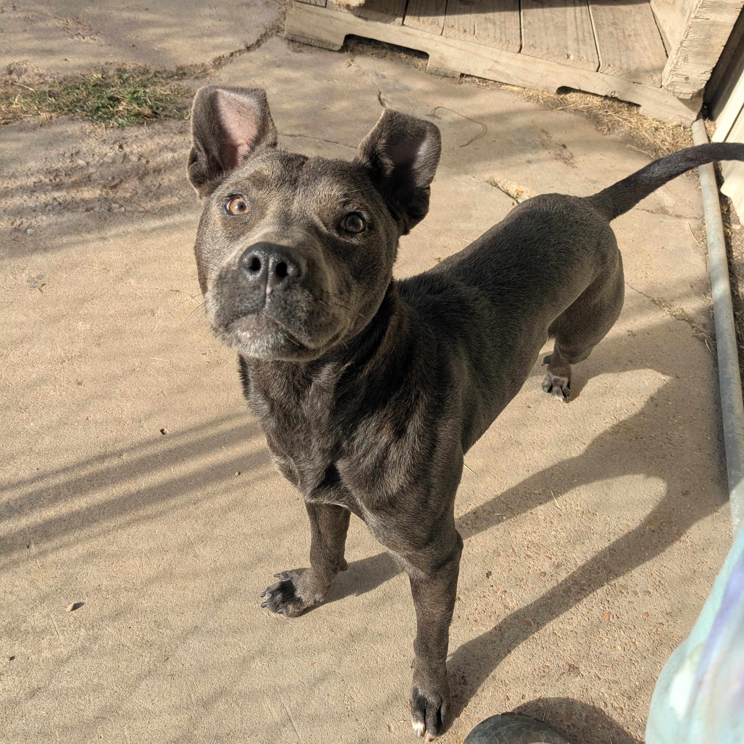 Enlarge Autumn, a Adoptable mixed breed in Newport, AR image 2/2