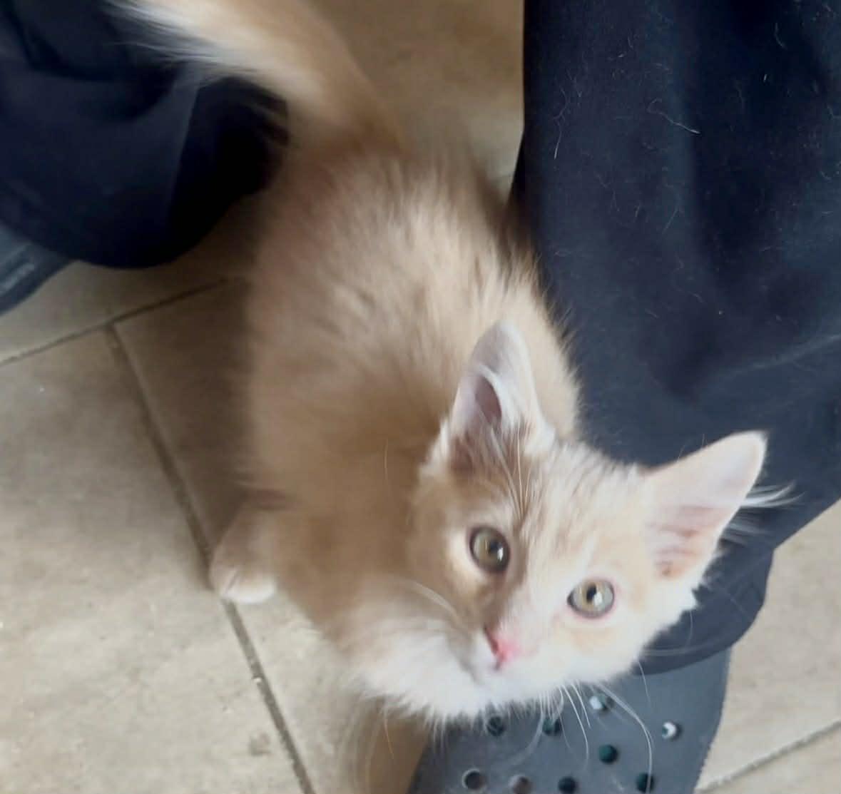 Nacho, Adopted, Young Male Domestic Medium Hair.