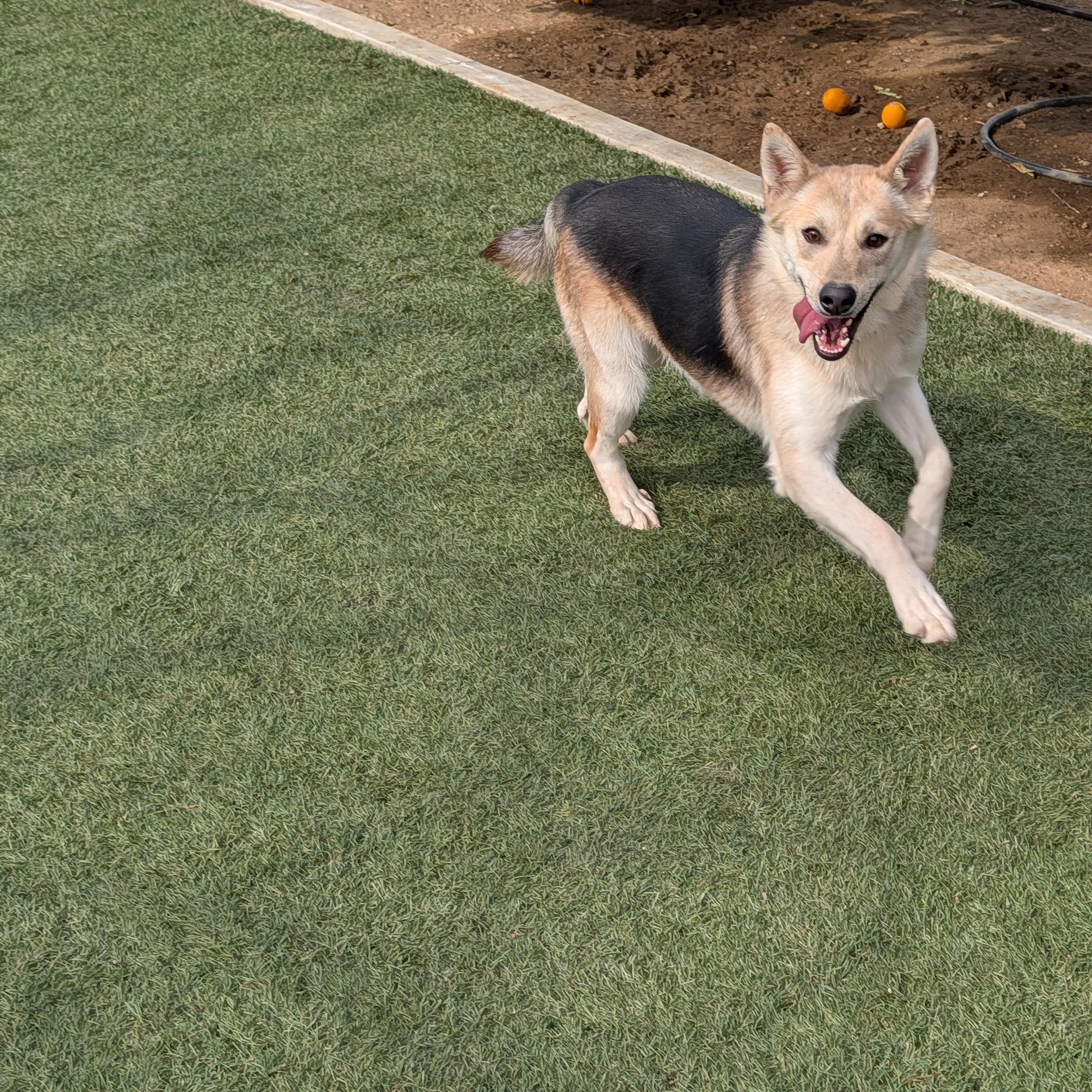 Enlarge Cindy Lou, a Adoptable mixed breed in Perris, CA image 1/6