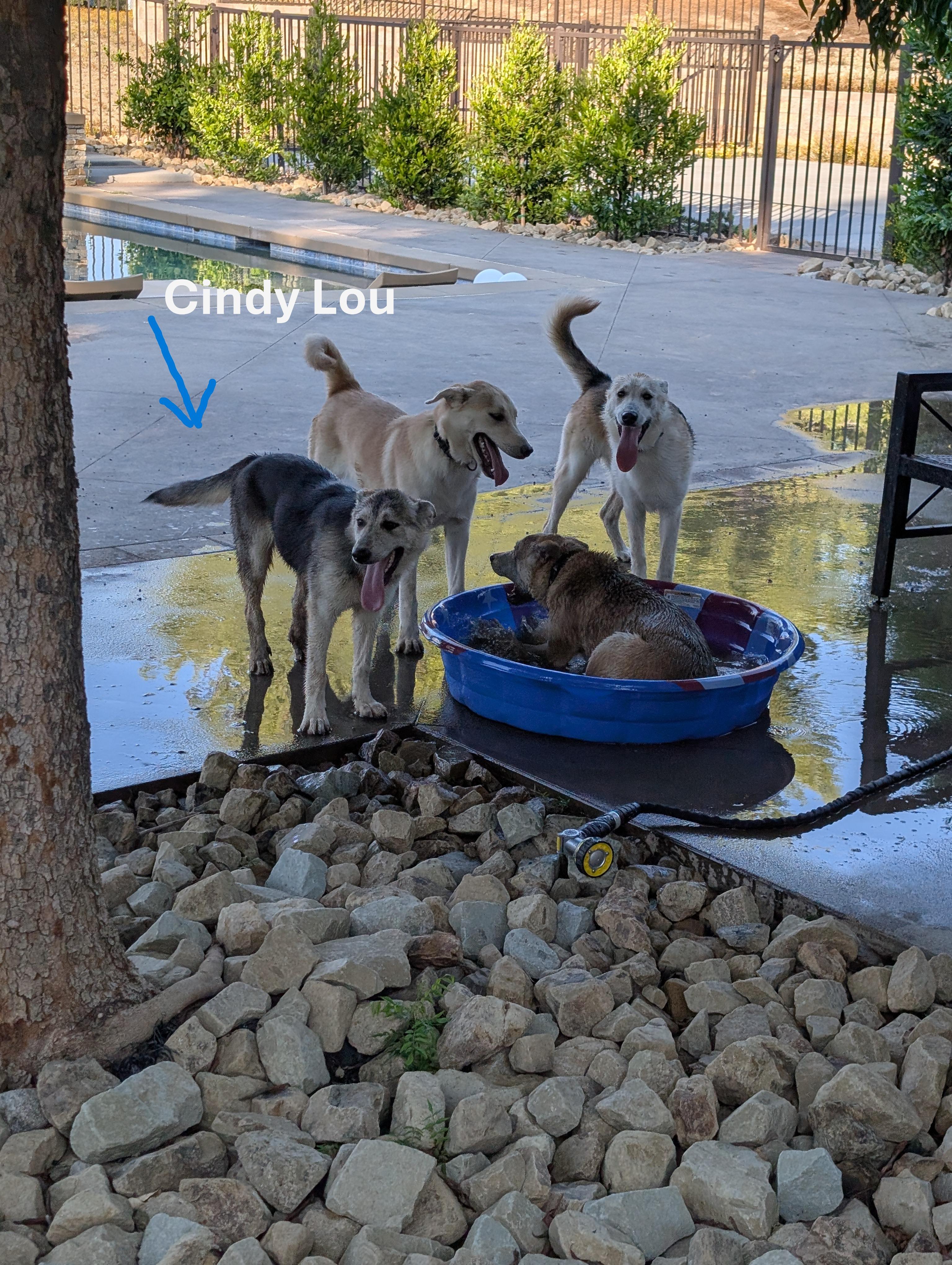 Enlarge Cindy Lou, a Adoptable mixed breed in Perris, CA image 3/3