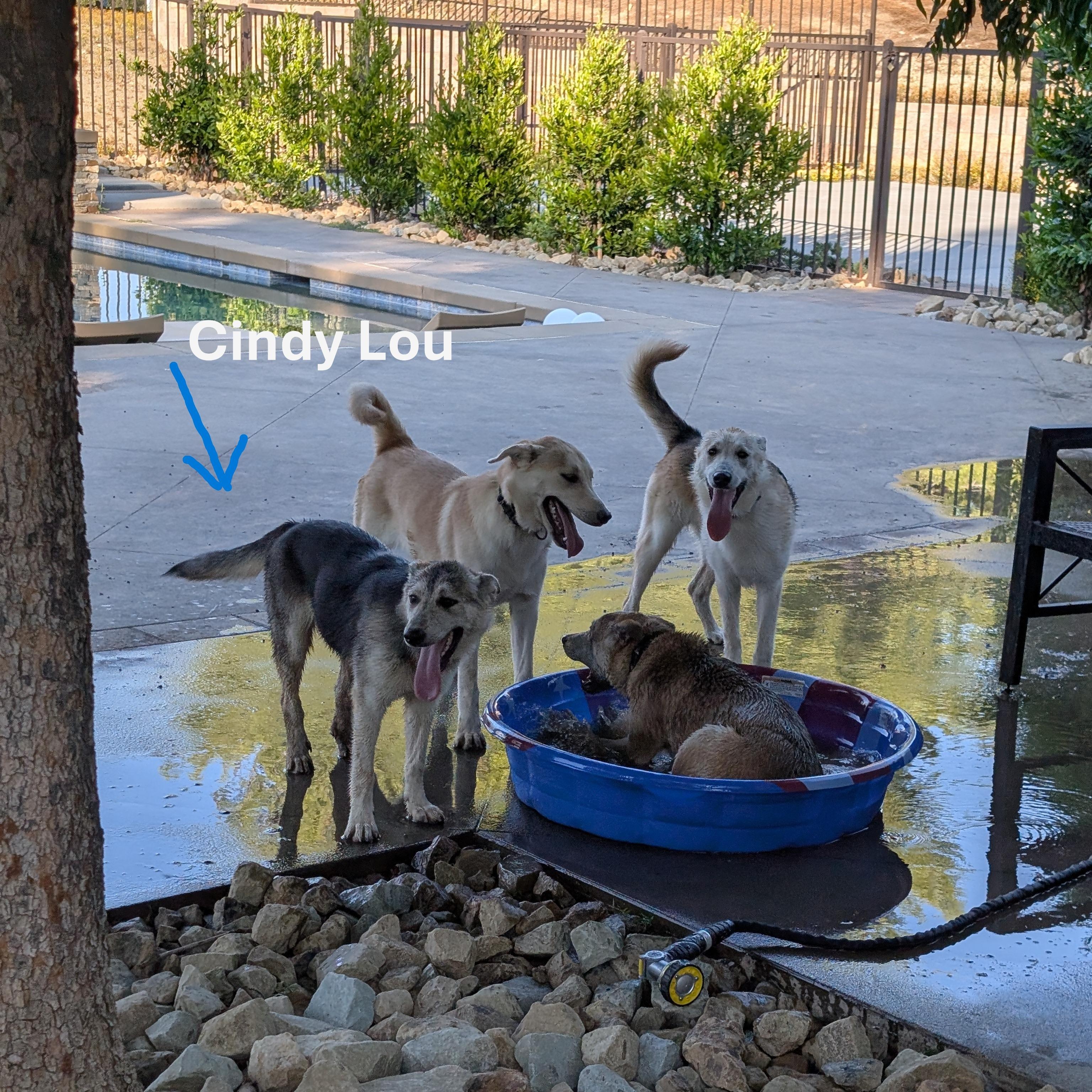 Enlarge Cindy Lou, a Adoptable mixed breed in Perris, CA image 4/6