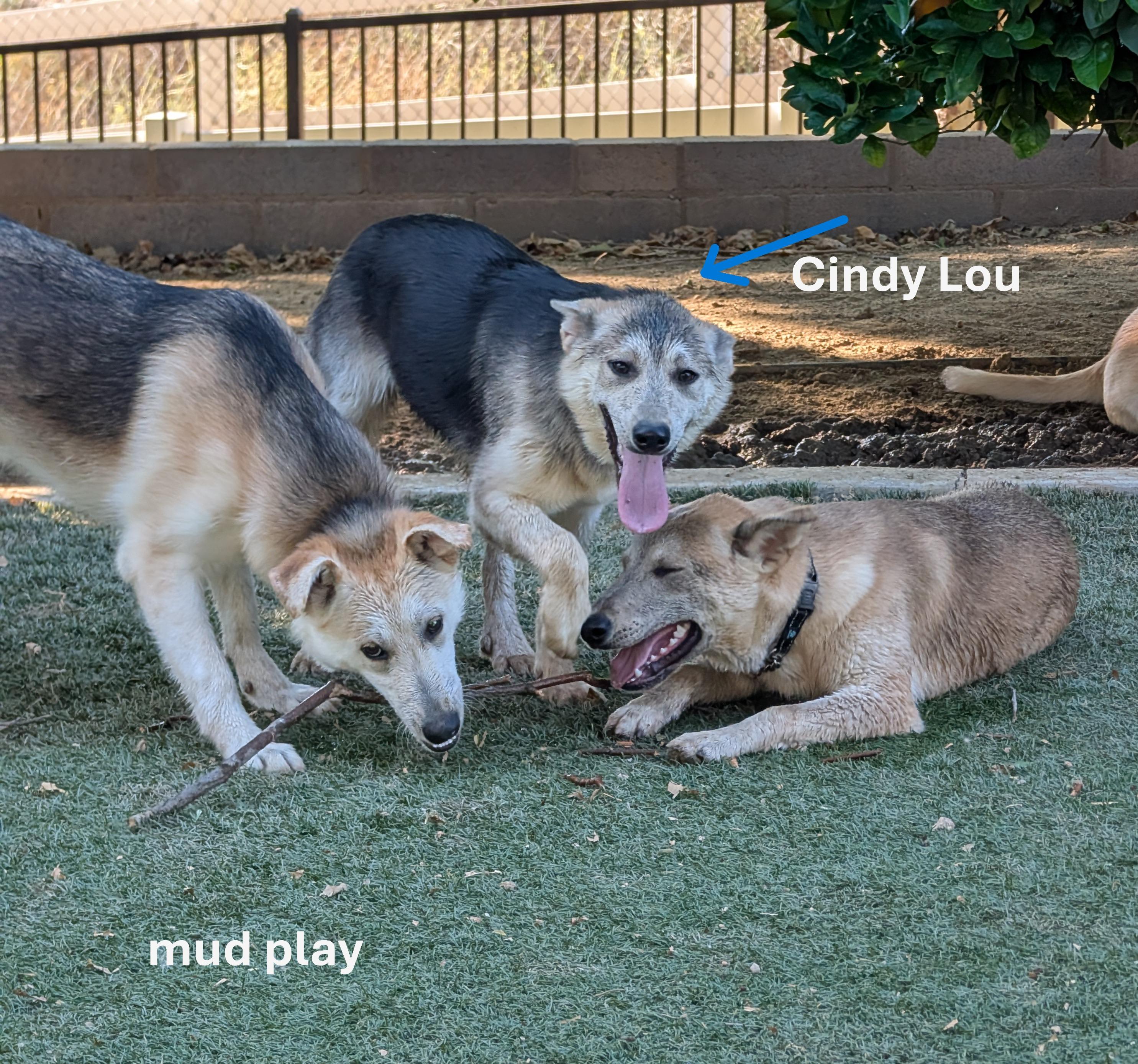 Cindy Lou, Adoptable, Young Female German Shepherd Dog & Golden Retriever.