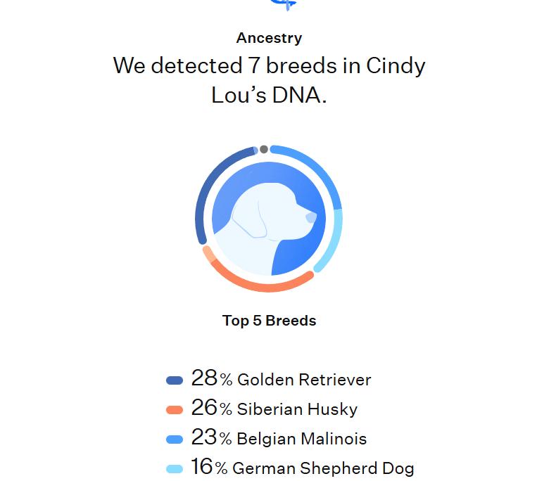 Enlarge Cindy Lou, a Adoptable mixed breed in Perris, CA image 6/6