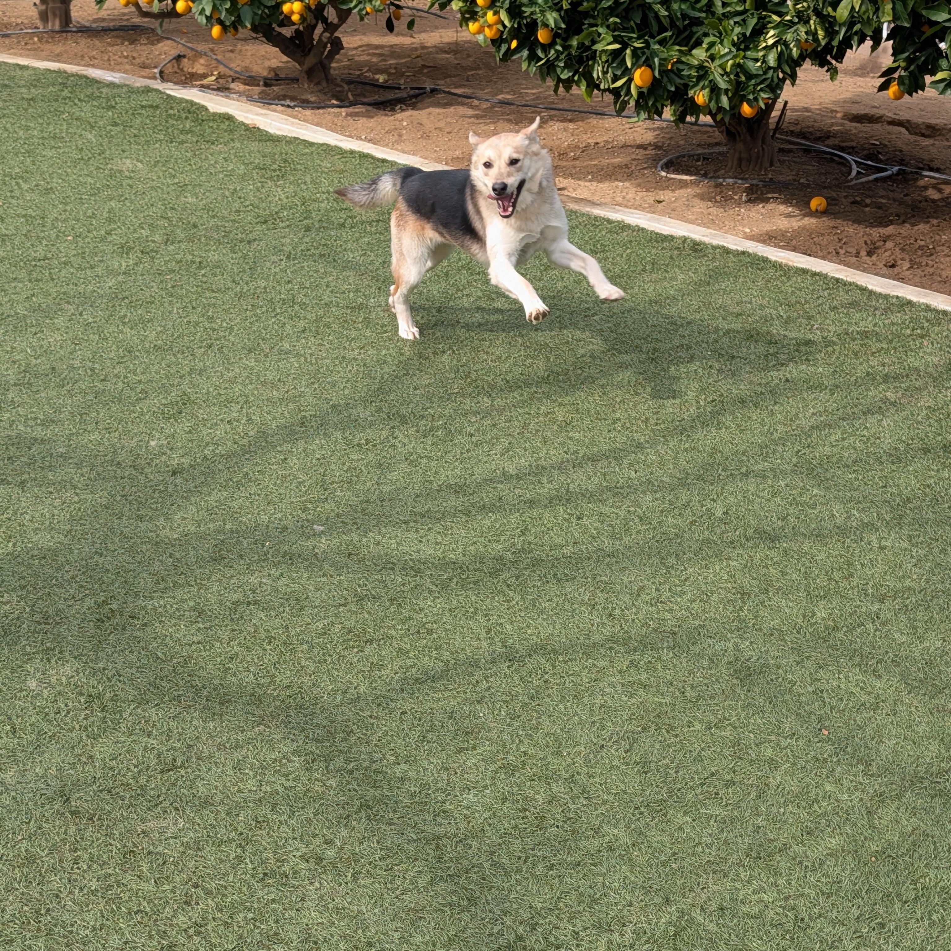 Enlarge Cindy Lou, a Adoptable mixed breed in Perris, CA image 3/6