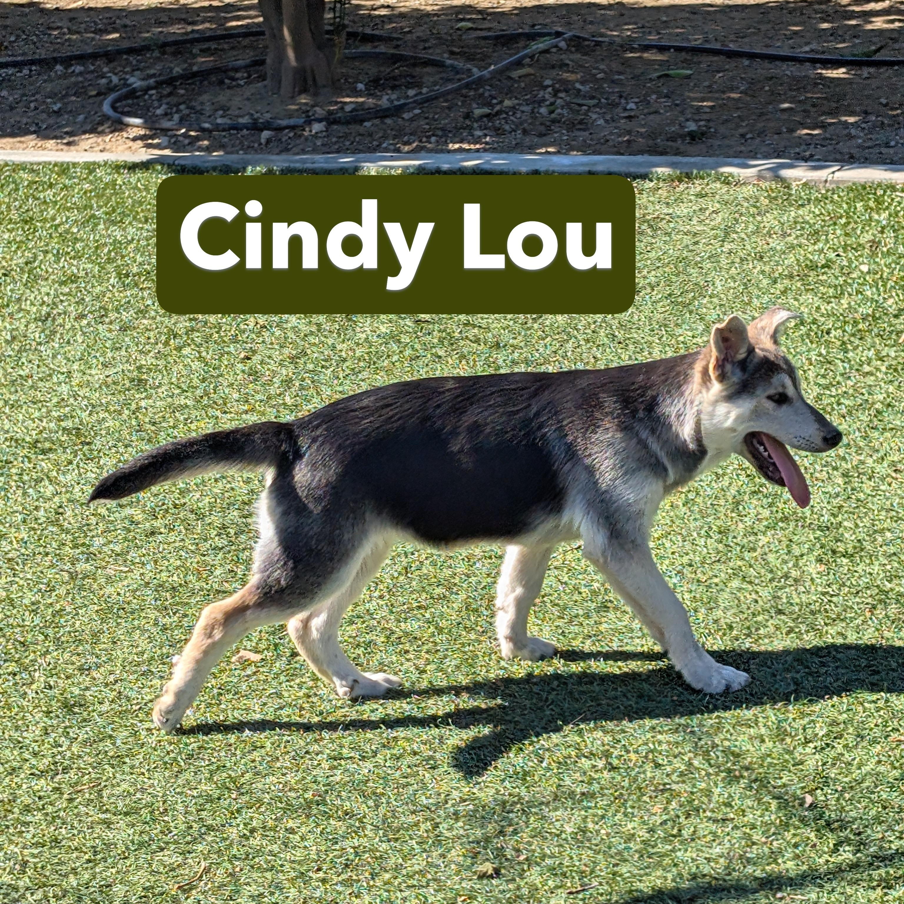 Enlarge Cindy Lou, a Adoptable mixed breed in Perris, CA image 5/6