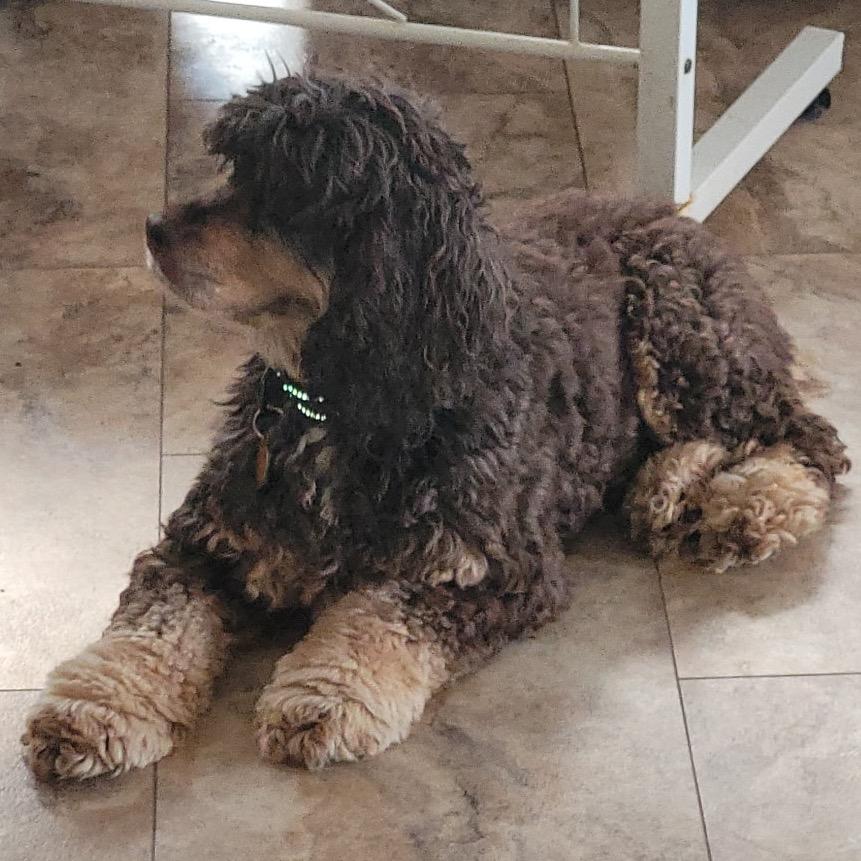 Bailey, a Adoptable Cocker Spaniel in Tunkhannock, PA image 3/3