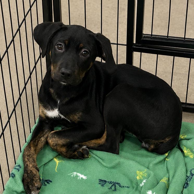 Roku, Adoptable, Puppy Female Labrador Retriever.