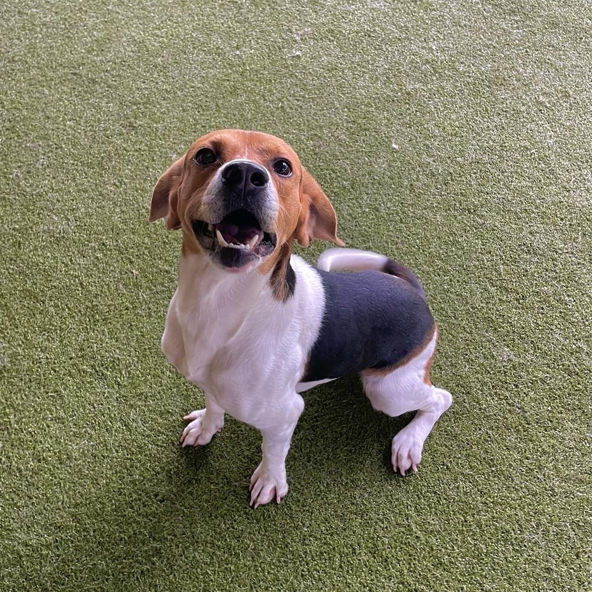 Copper, ADOPTABLE, Young Male Beagle.
