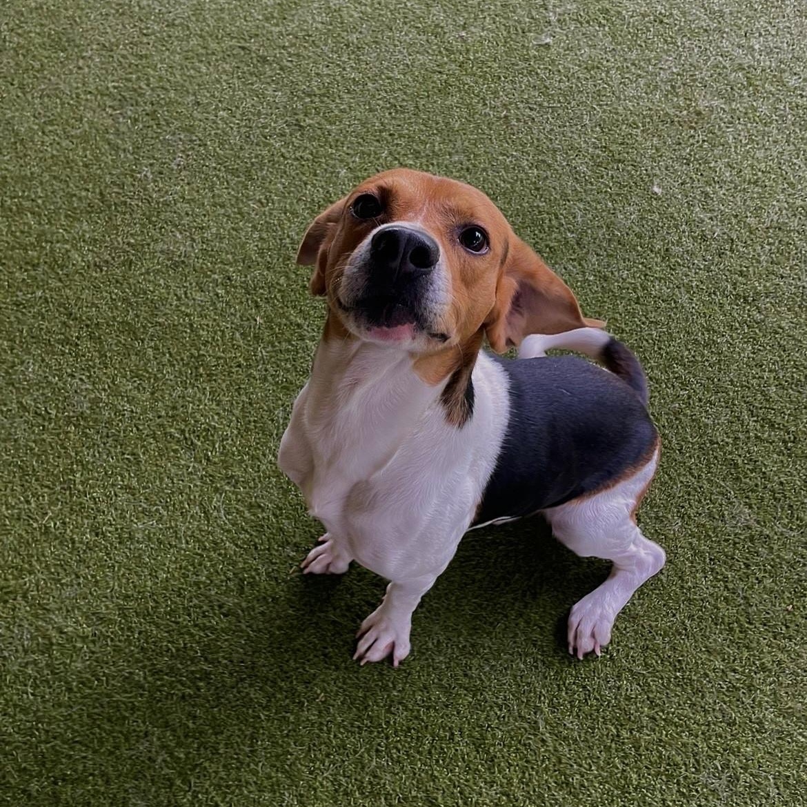 Copper, a ADOPTABLE Beagle in Terre Haute, IN image 2/2