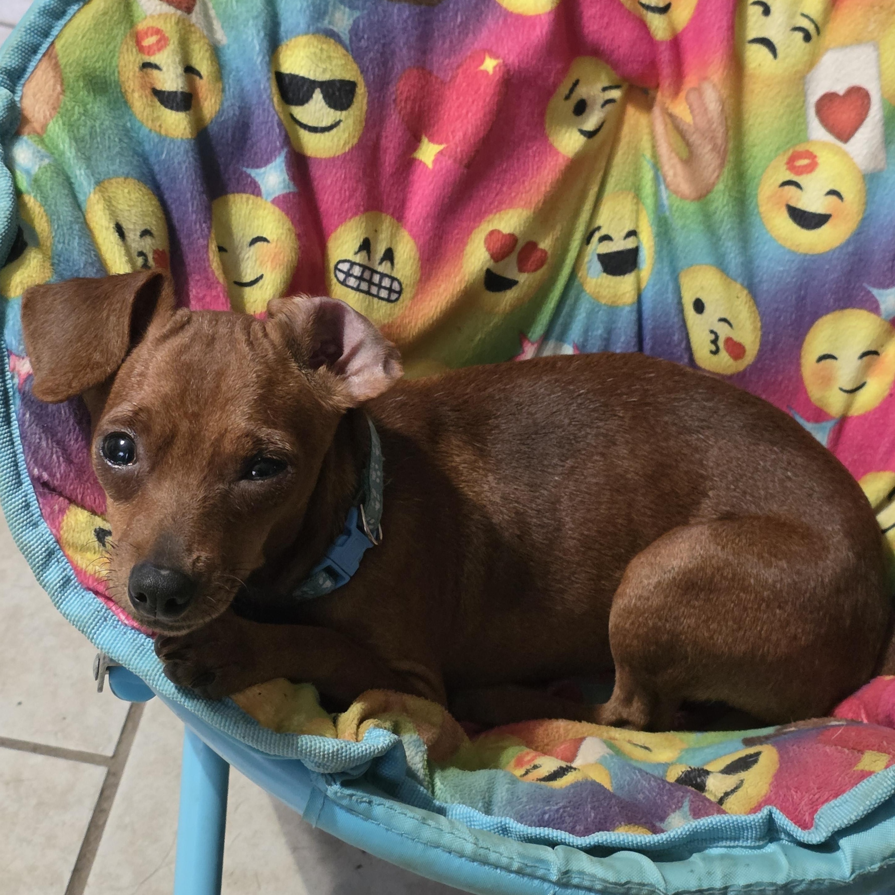 Enlarge Biscuit, a ADOPTABLE Miniature Pinscher in Diamond, OH image 4/4