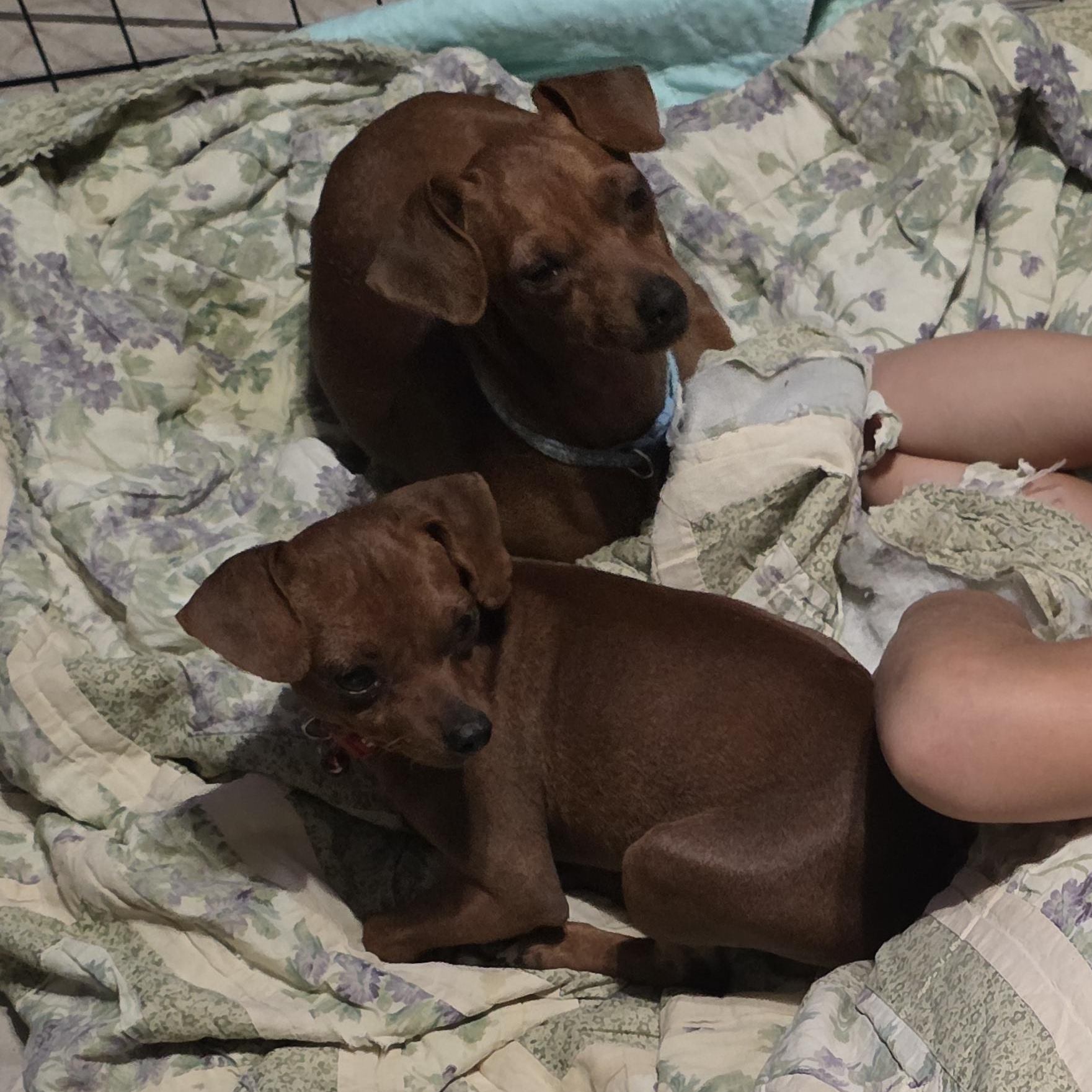 Enlarge Biscuit, a ADOPTABLE Miniature Pinscher in Diamond, OH image 3/3