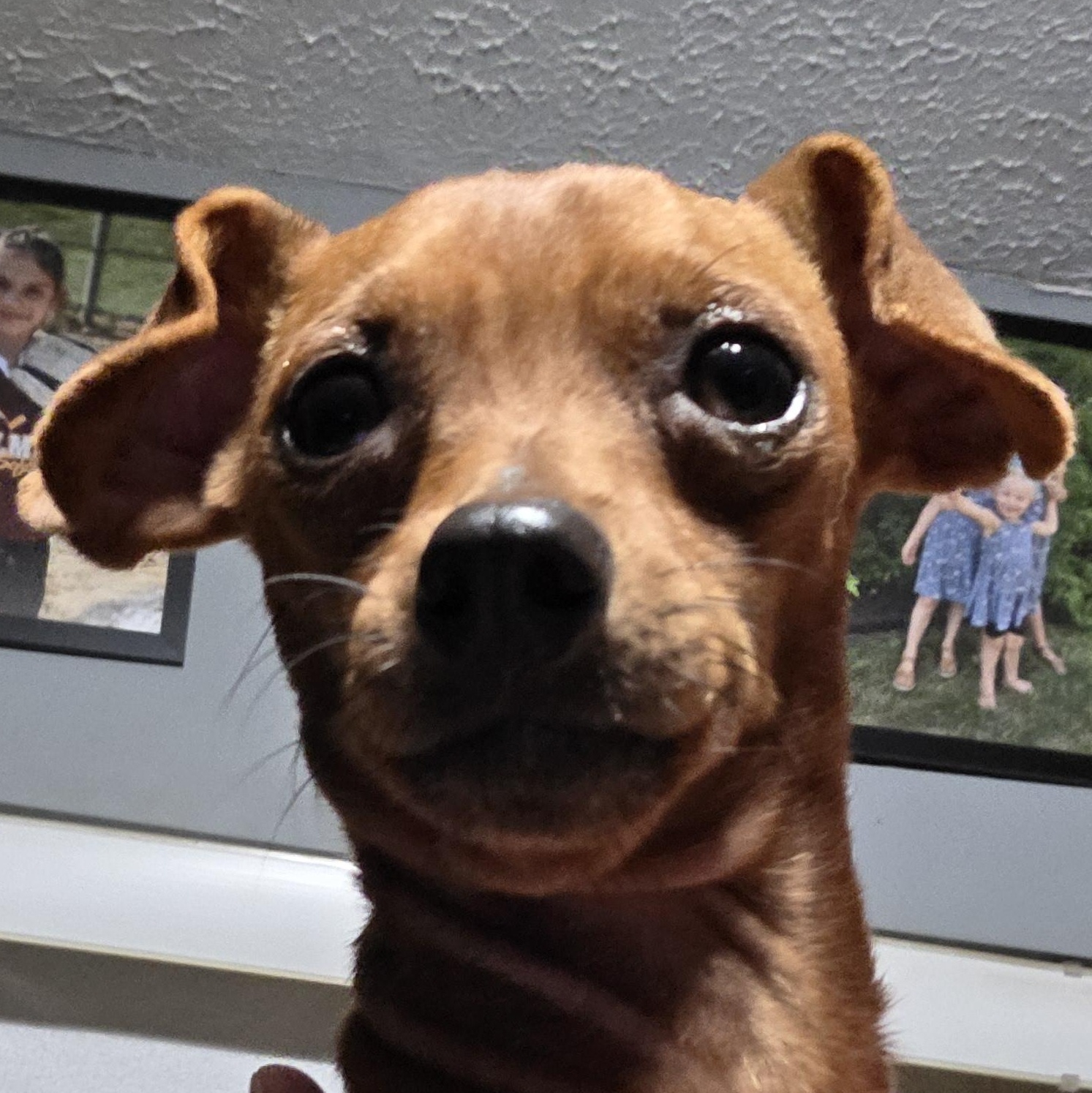 Biscuit, ADOPTABLE, Young Male Miniature Pinscher.