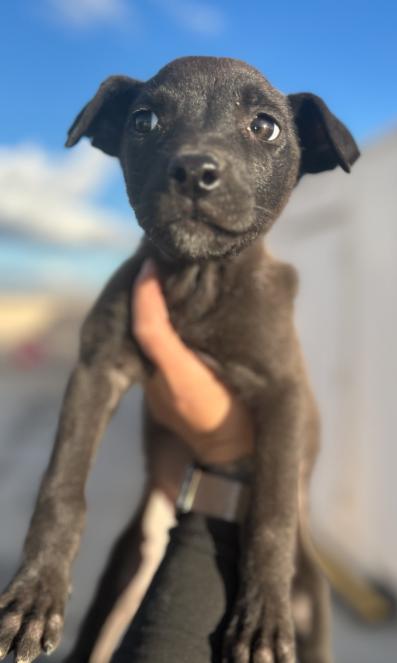 HERSHEY 0516 (501), ADOPTABLE, Young Female Shepherd.