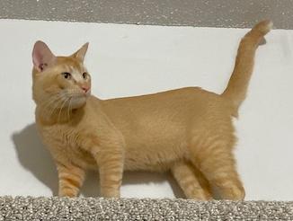 Linus, Adopted, Adult Male Domestic Short Hair.