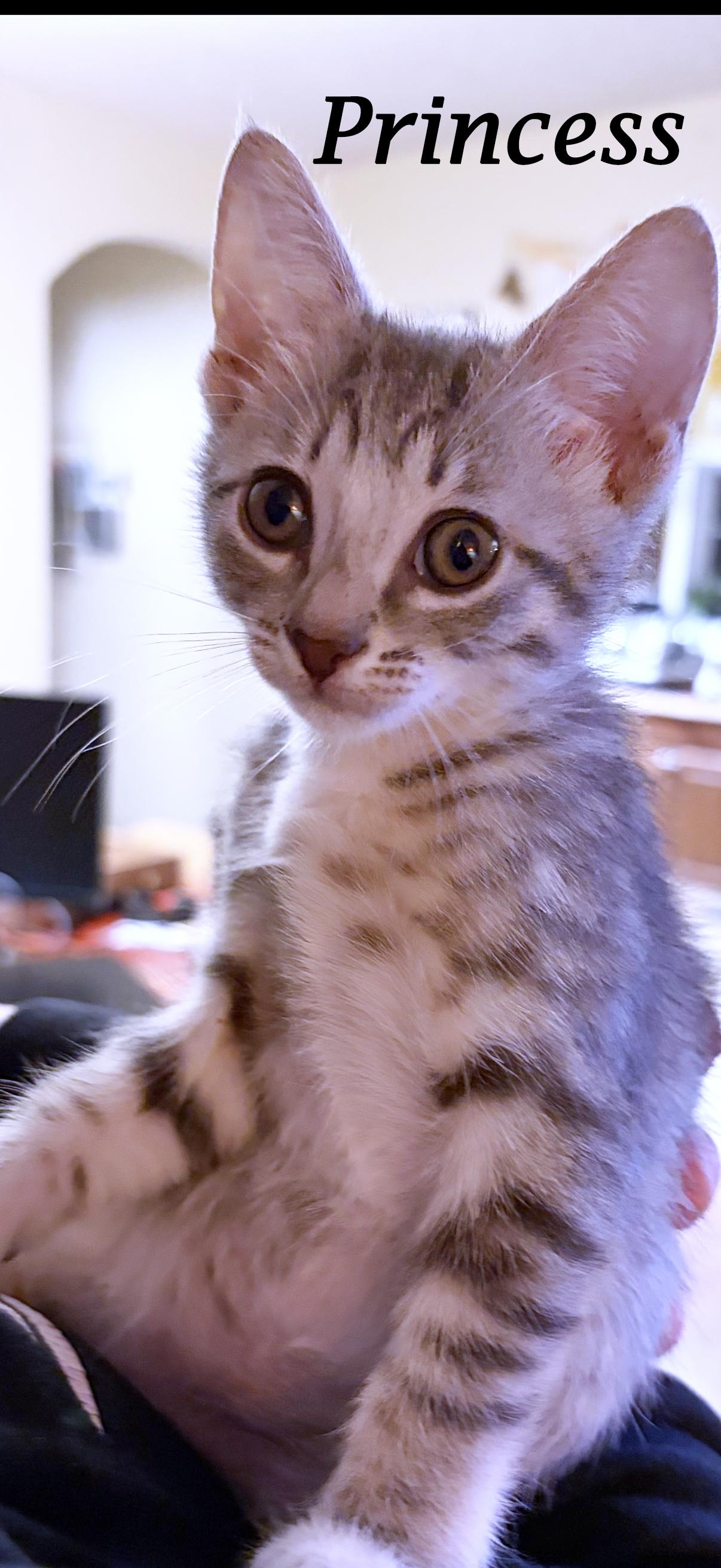 Enlarge PRINCESS, a Adoptable Tabby in Monrovia, CA image 2/6