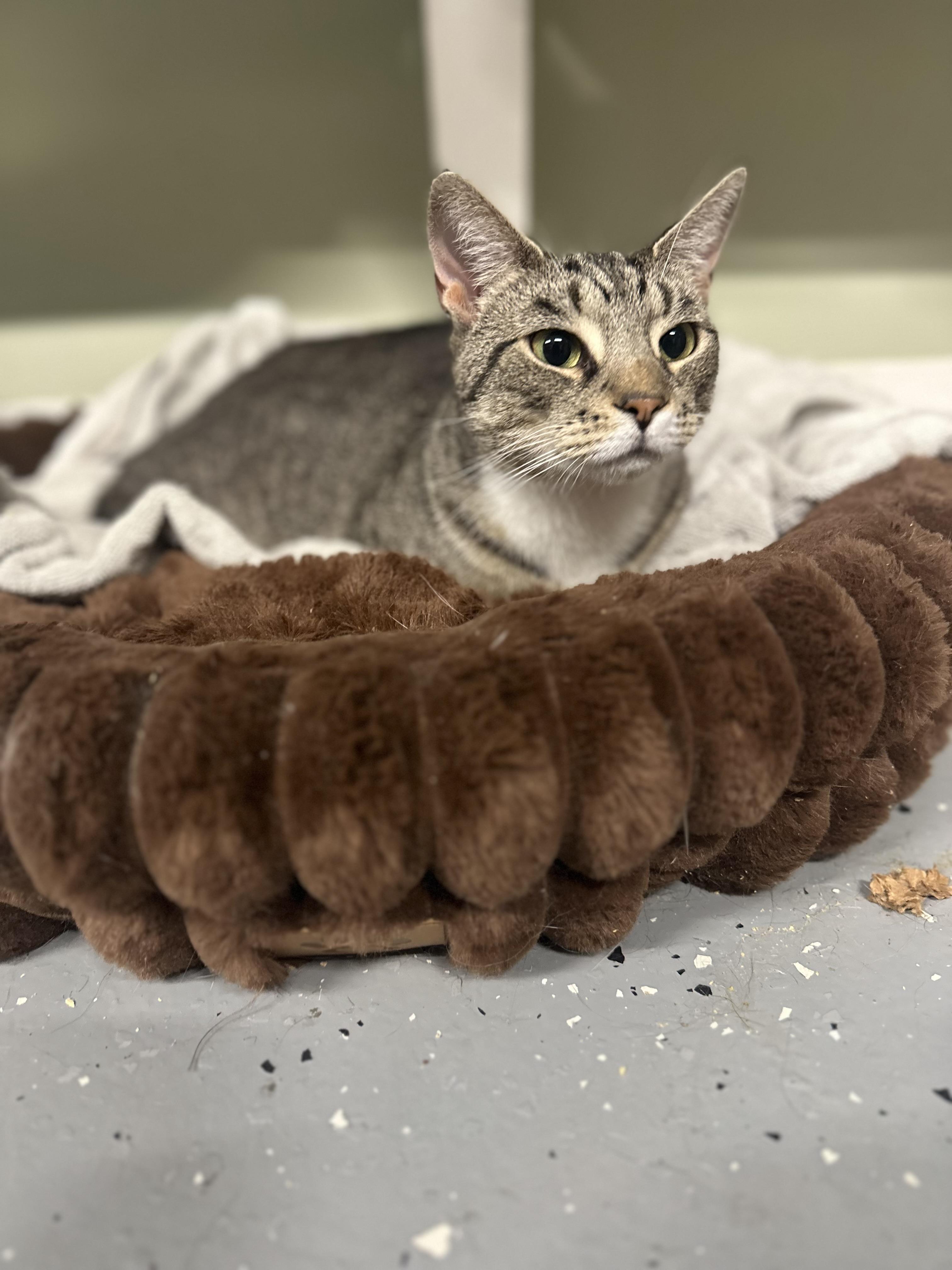 Enlarge Lady, a Adoptable Domestic Short Hair in North East, MD image 3/3