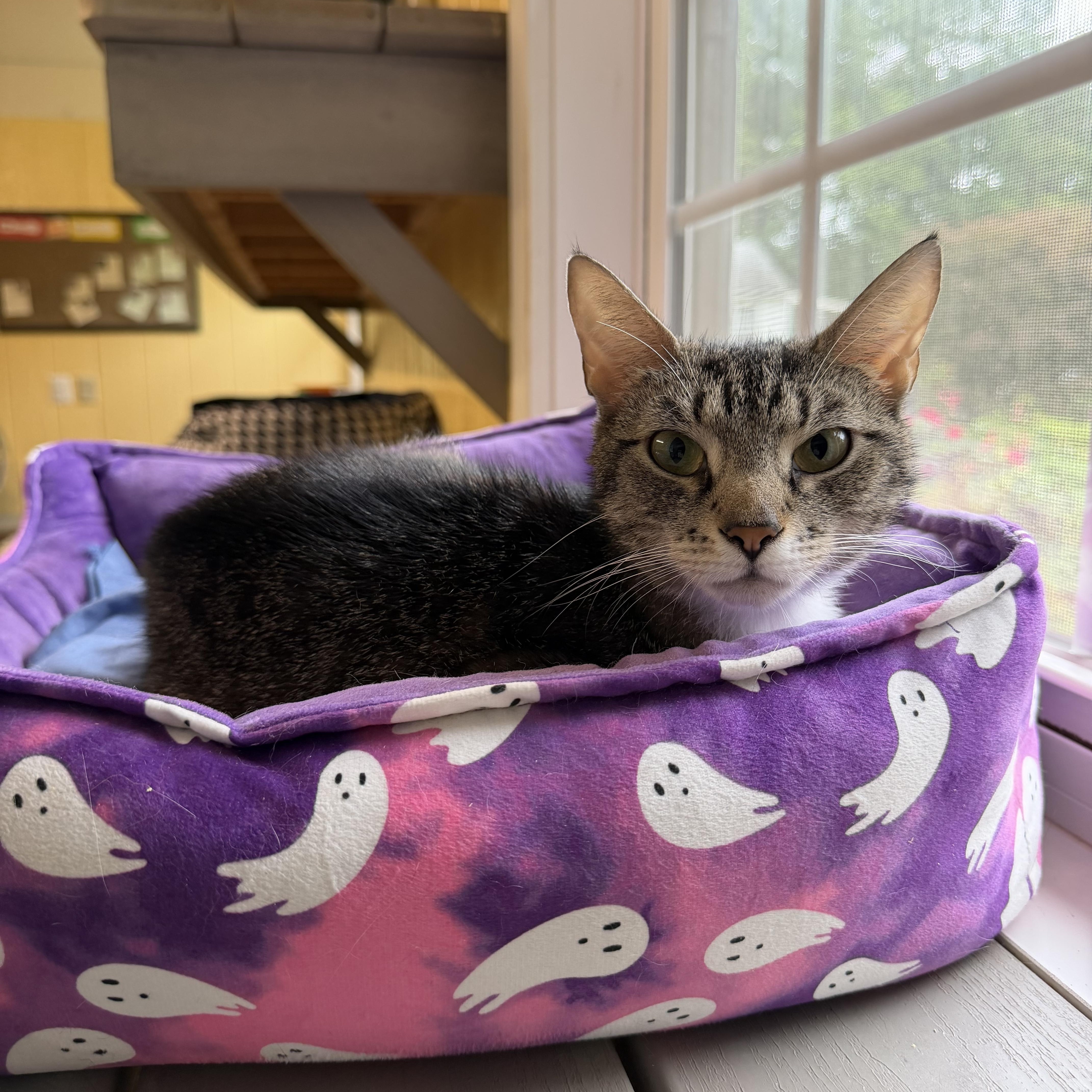 Lady, Adoptable, Young Female Domestic Short Hair.