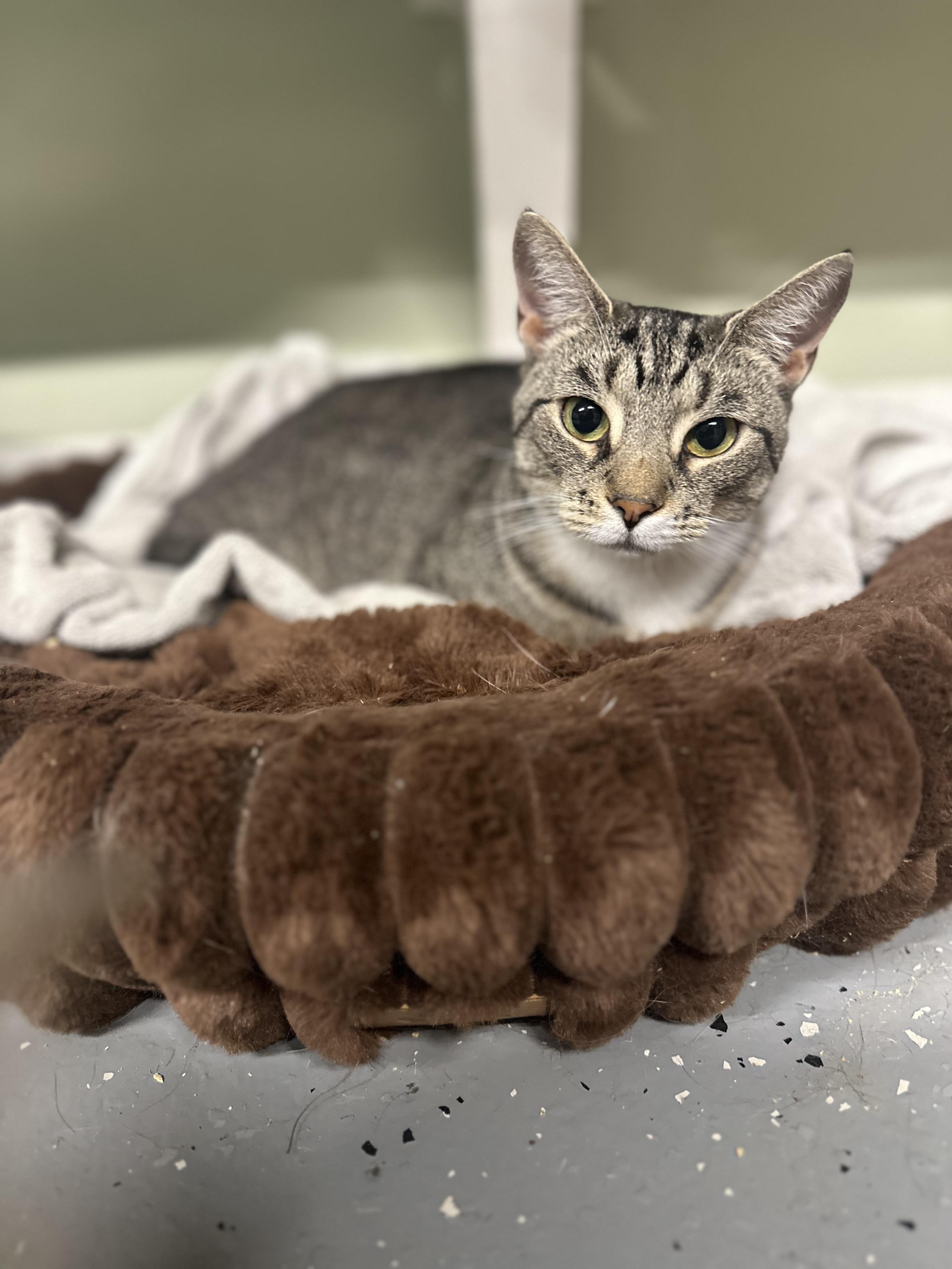 Enlarge Lady, a Adoptable Domestic Short Hair in North East, MD image 1/3