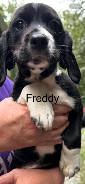 Enlarge Freddy, a Adopted mixed breed in Stafford, VA image 1/1