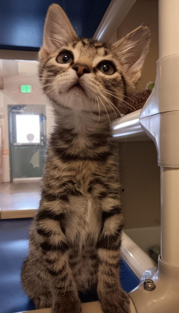 Boy George, Adoptable, Kitten Male Domestic Short Hair.