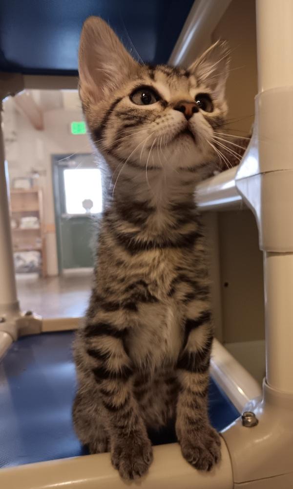 Enlarge Boy George, a Adoptable mixed breed in Challis, ID image 2/5