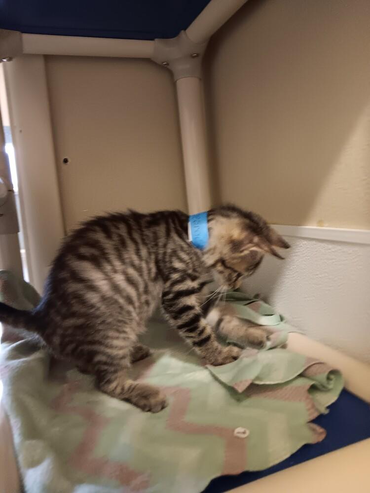 Enlarge Boy George, a Adoptable mixed breed in Challis, ID image 3/5