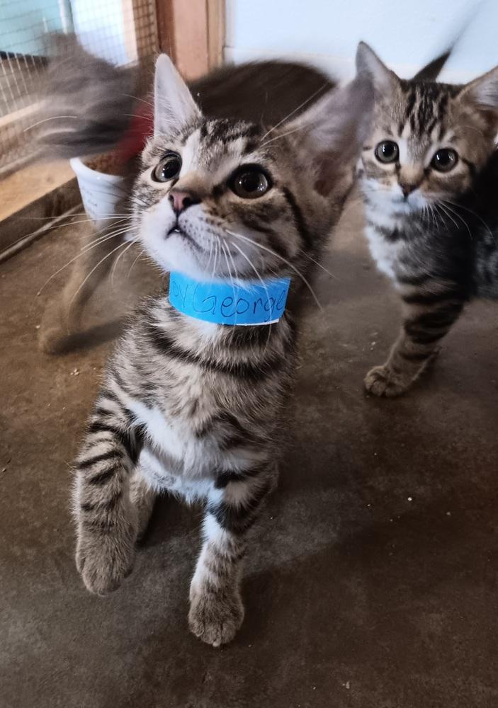 Enlarge Boy George, a Adoptable mixed breed in Challis, ID image 4/5