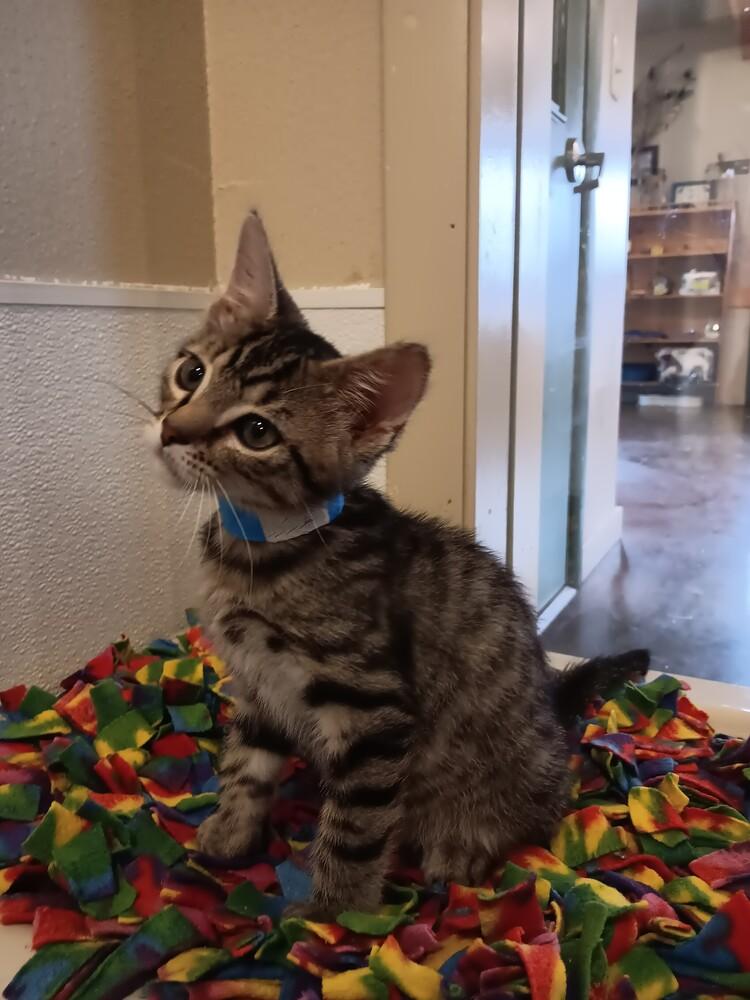 Enlarge Boy George, a Adoptable mixed breed in Challis, ID image 5/5