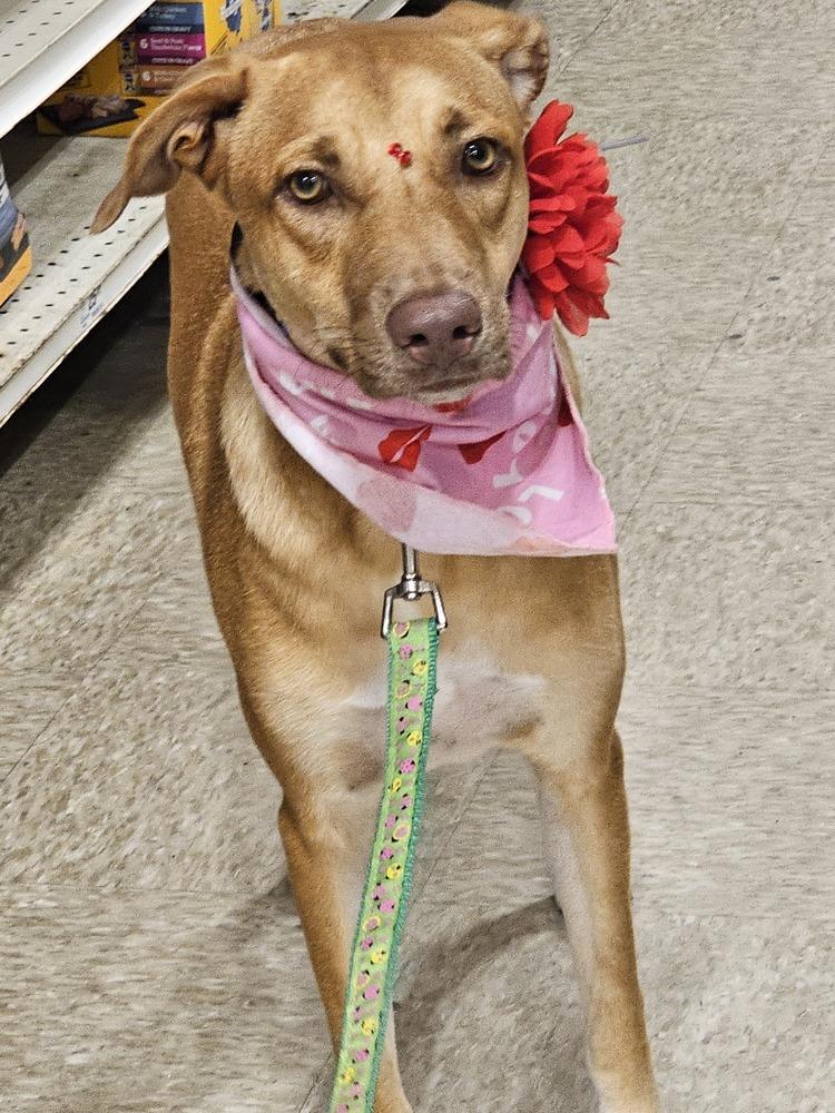Lola, Adoptable, Young Female Labrador Retriever.