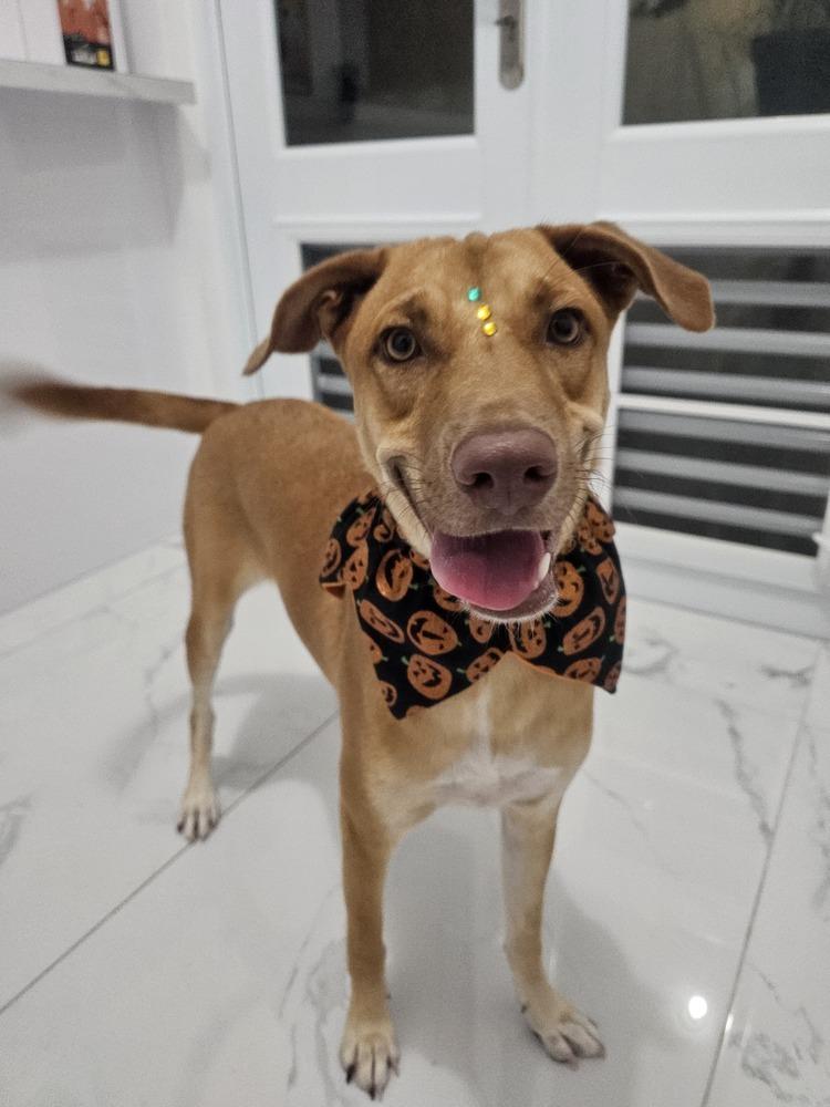 Enlarge Lola, a Adoptable mixed breed in Naranjito, PR image 2/6