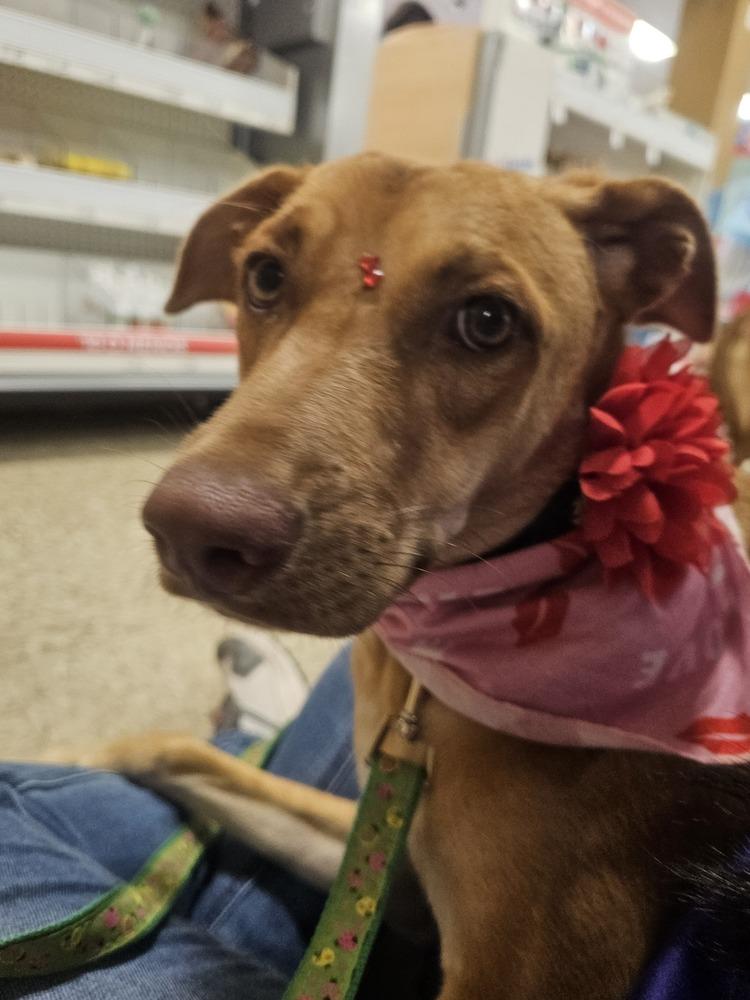 Enlarge Lola, a Adoptable mixed breed in Naranjito, PR image 3/6