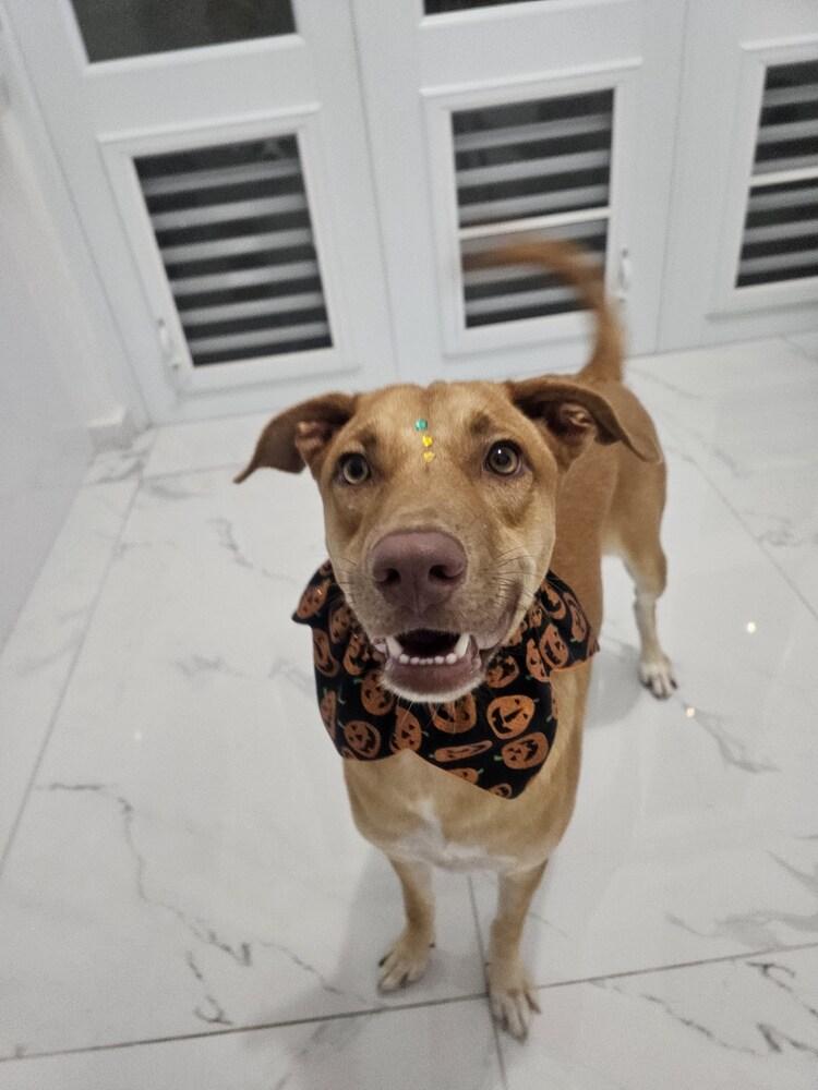 Enlarge Lola, a Adoptable mixed breed in Naranjito, PR image 4/6