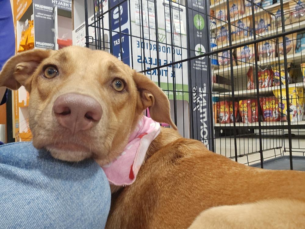 Enlarge Lola, a Adoptable mixed breed in Naranjito, PR image 5/6