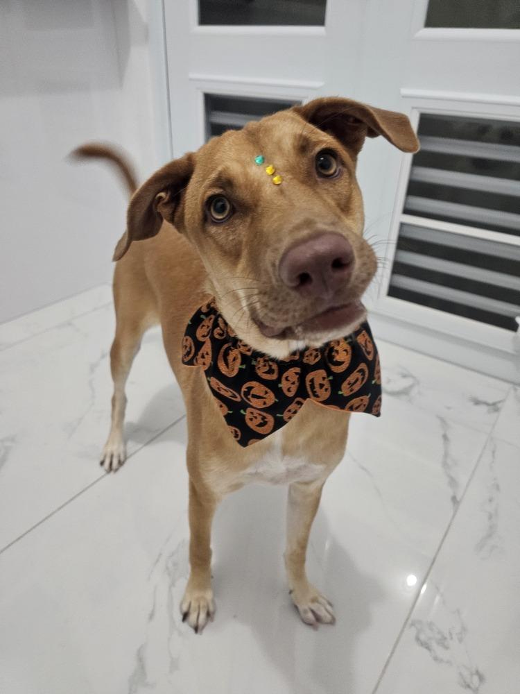 Enlarge Lola, a Adoptable mixed breed in Naranjito, PR image 6/6