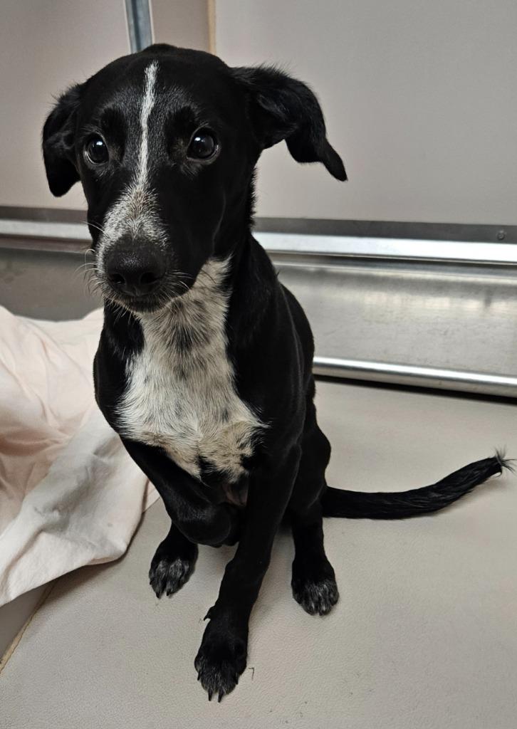 Enlarge Butch, a Adoptable mixed breed in Sherwood, AR image 1/1
