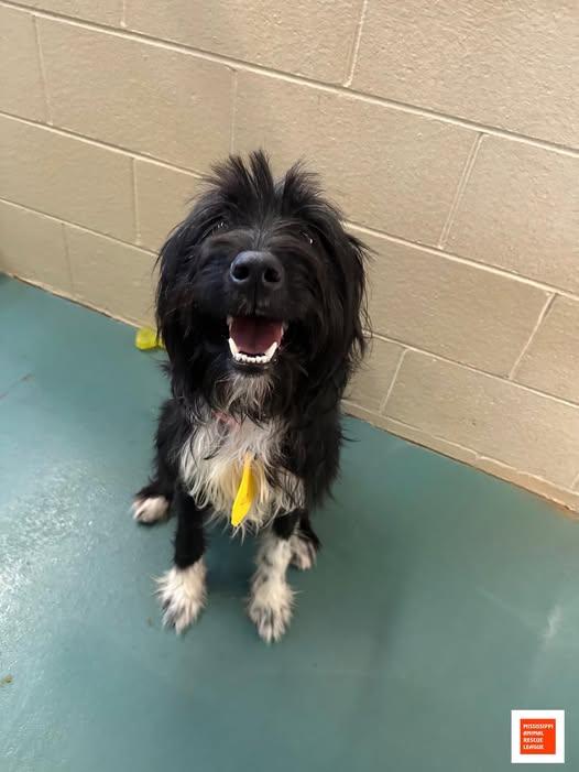 Enlarge Paisley, an adopted Labradoodle in Jackson, MS image 1/1