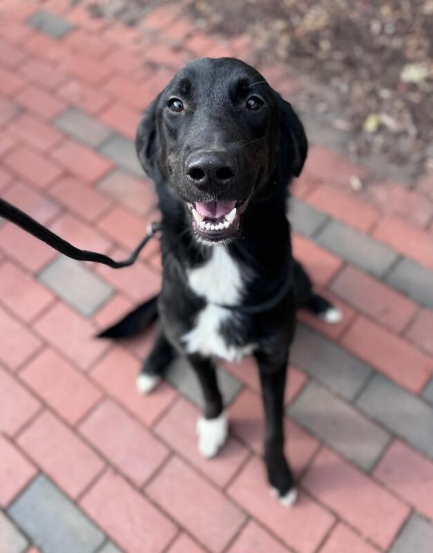 Enlarge G- Eazy, a Adoptable mixed breed in Disputanta, VA image 1/6