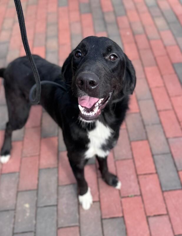 Enlarge G- Eazy, a Adoptable mixed breed in Disputanta, VA image 2/6