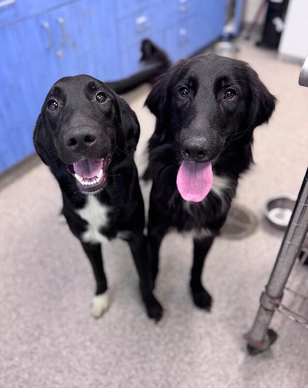 Enlarge G- Eazy, a Adoptable mixed breed in Disputanta, VA image 4/6