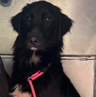 Enlarge G- Eazy, a Adoptable mixed breed in Disputanta, VA image 5/6