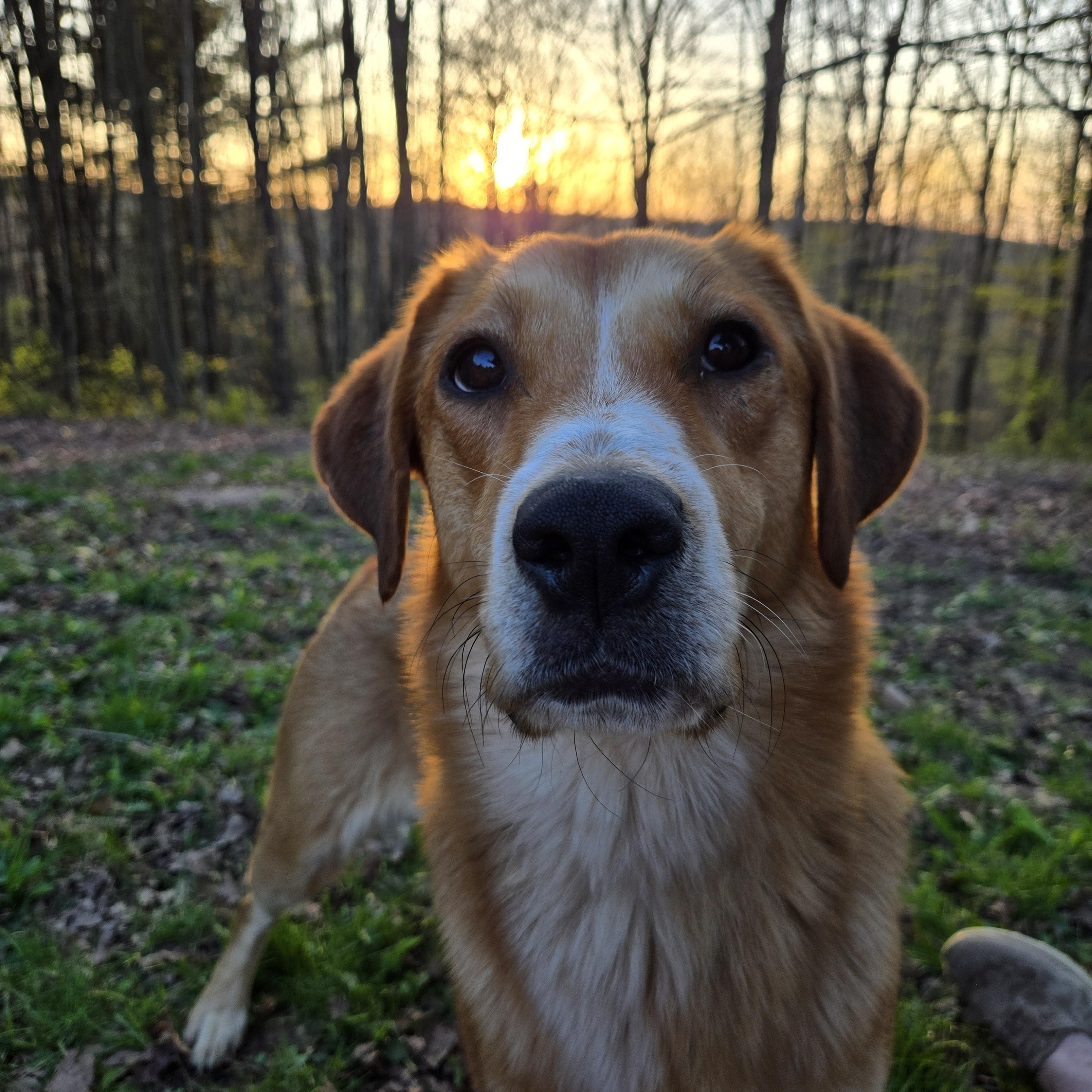 Marley Girl, Adoptable, Young Female Golden Retriever & Great Pyrenees.