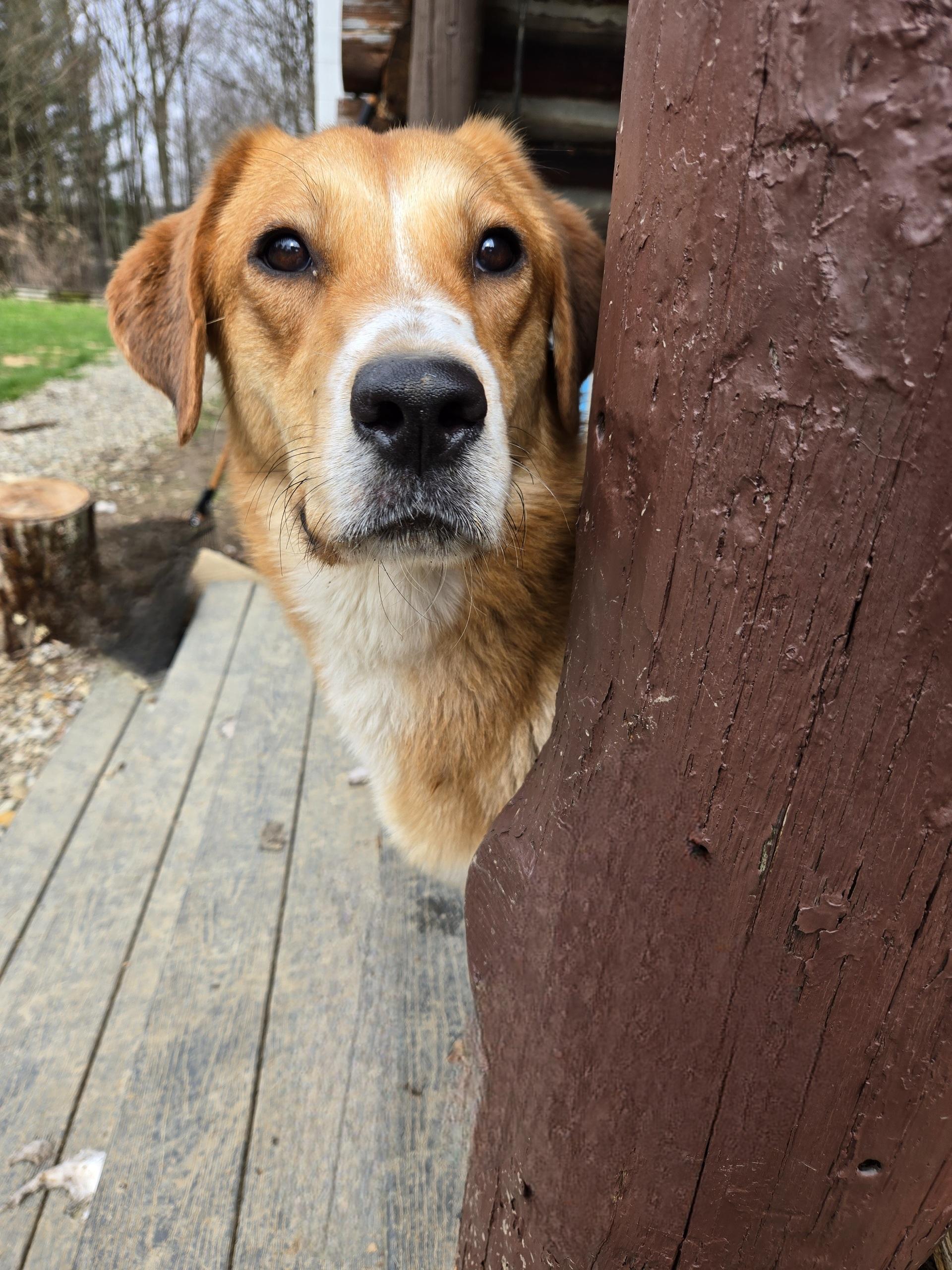 Enlarge Marley Girl, a Adoptable mixed breed in Friendship, NY image 2/3