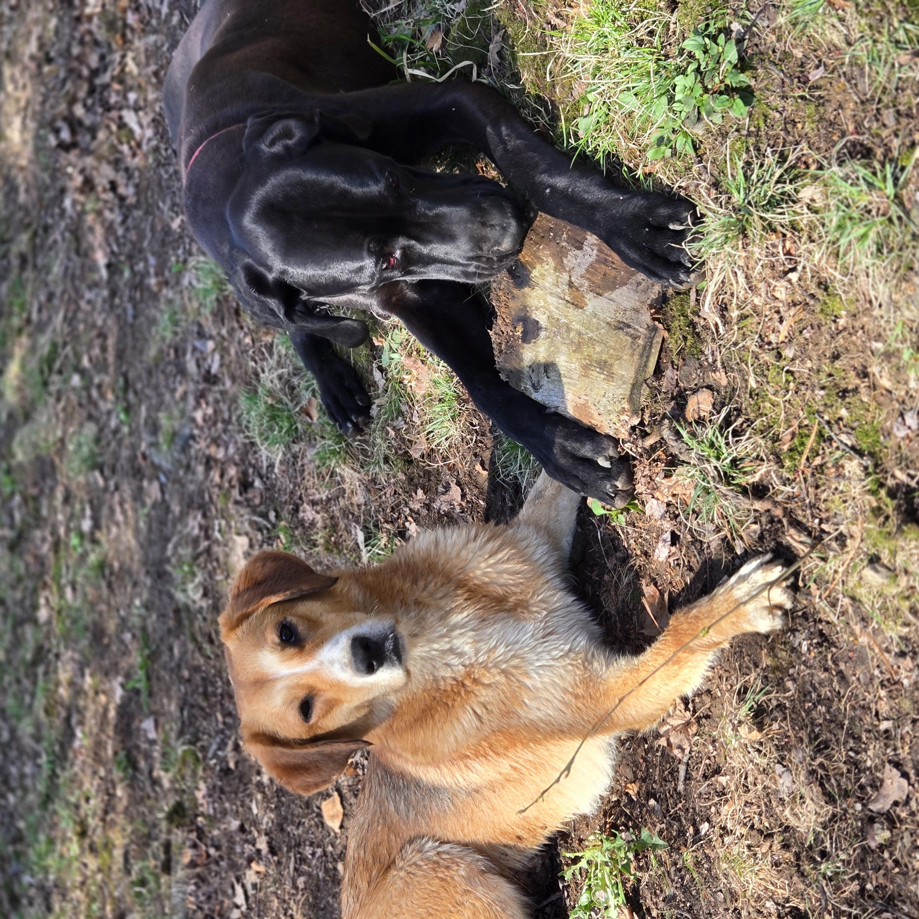 Marley Girl thumbnail 3