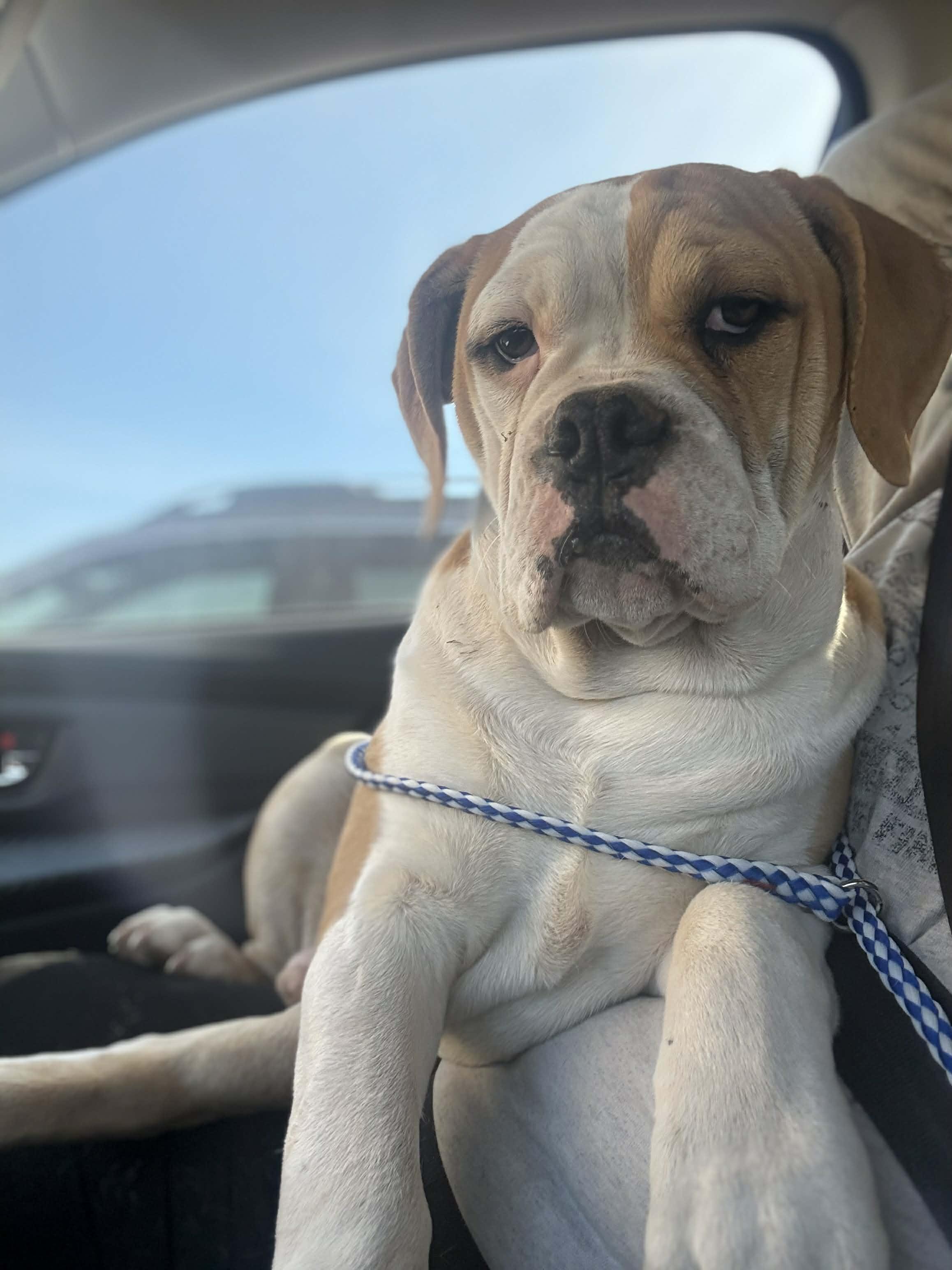 Enlarge Dennis, a ADOPTABLE mixed breed in Clovis, NM image 1/5