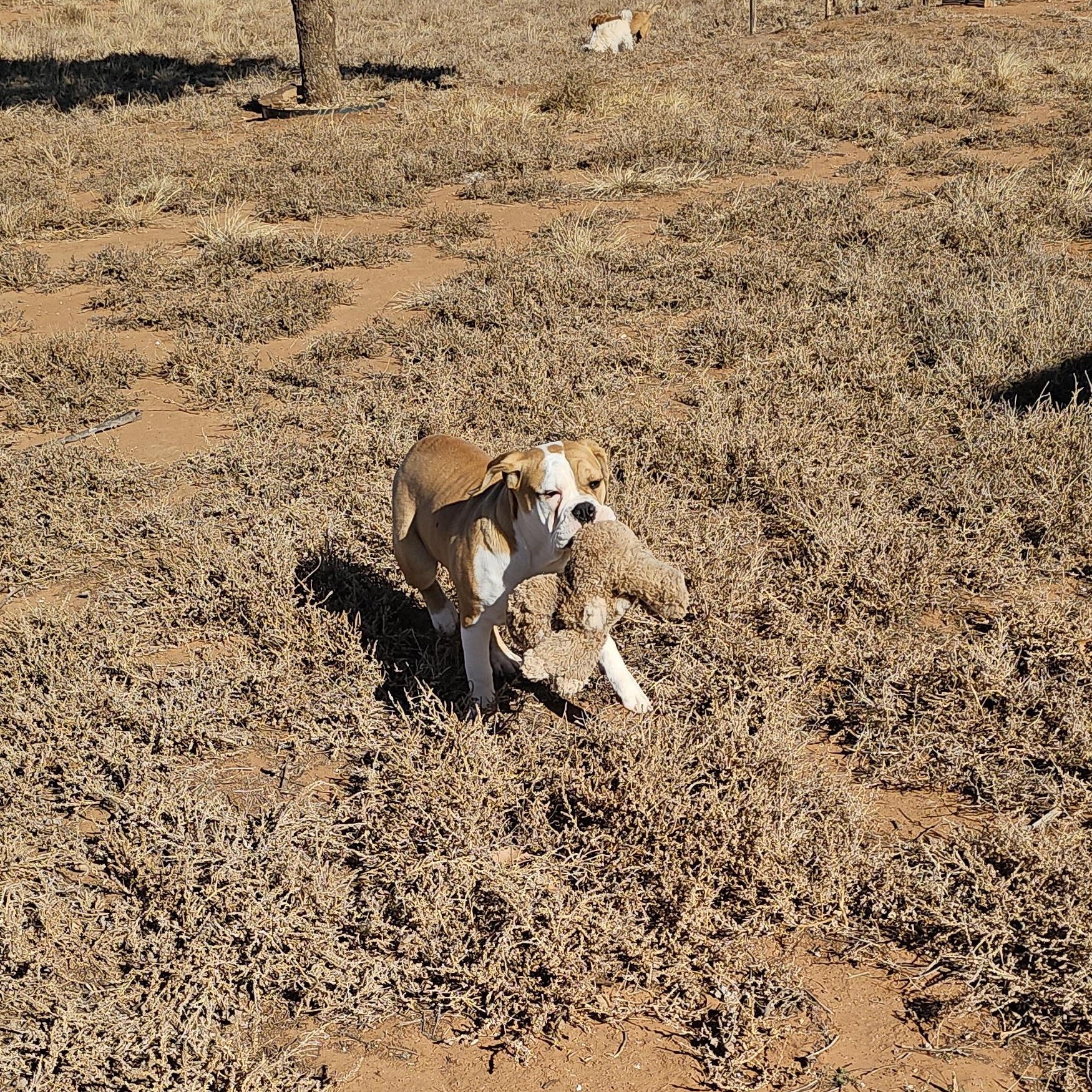 Enlarge Dennis, a ADOPTABLE mixed breed in Clovis, NM image 5/5