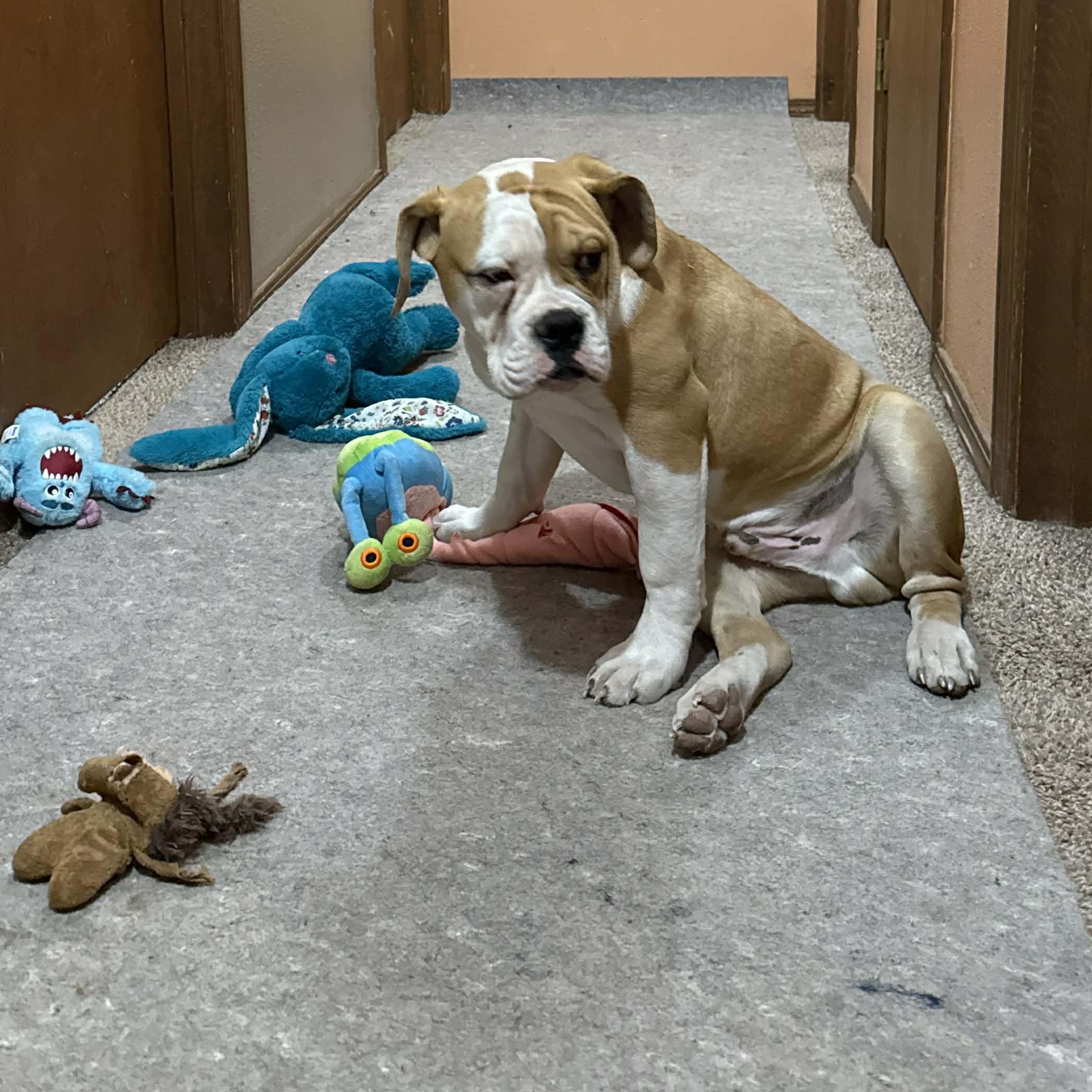 Dennis, ADOPTABLE, Young Male Bulldog.