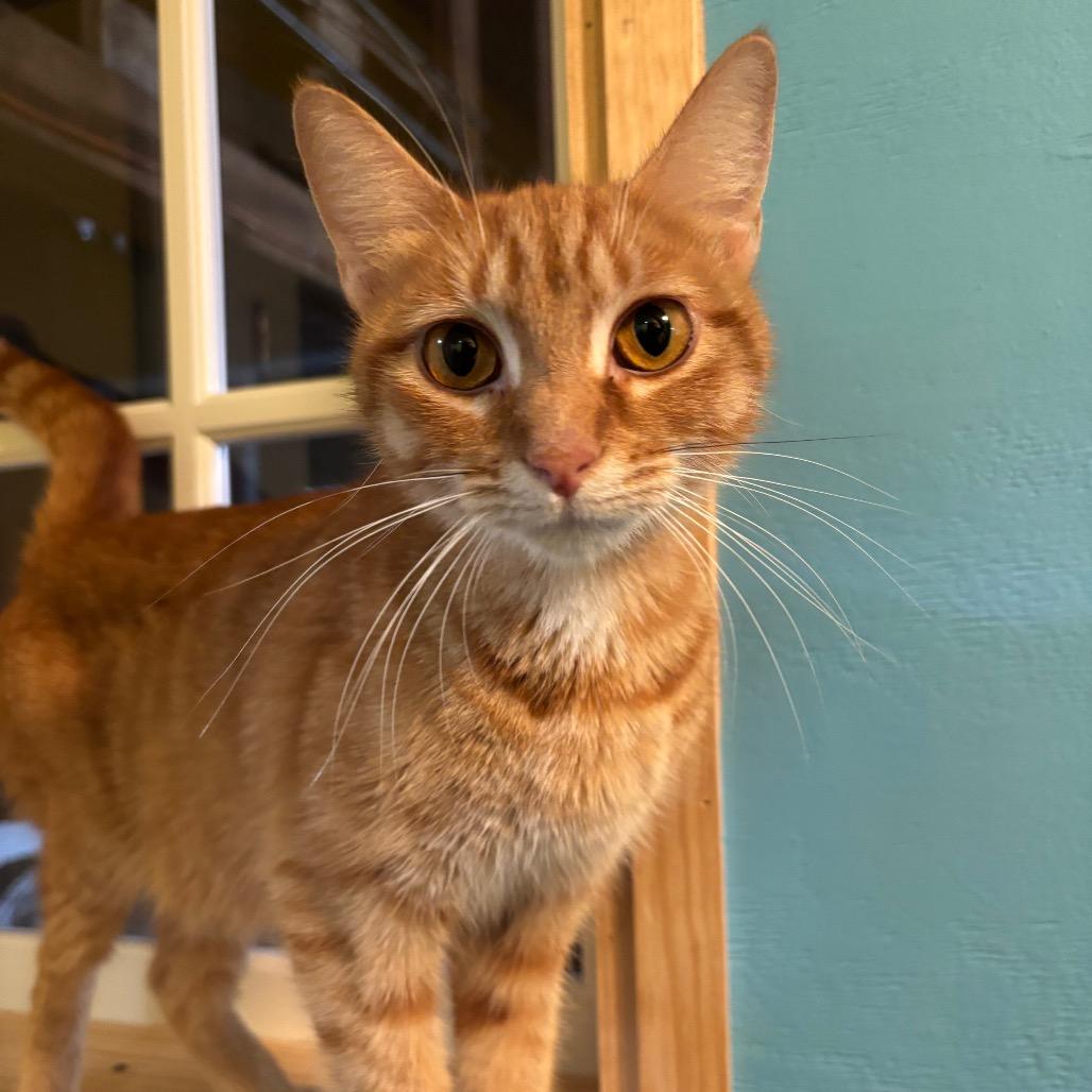 Darla, Adoptable, Adult Female Tabby & Domestic Short Hair.